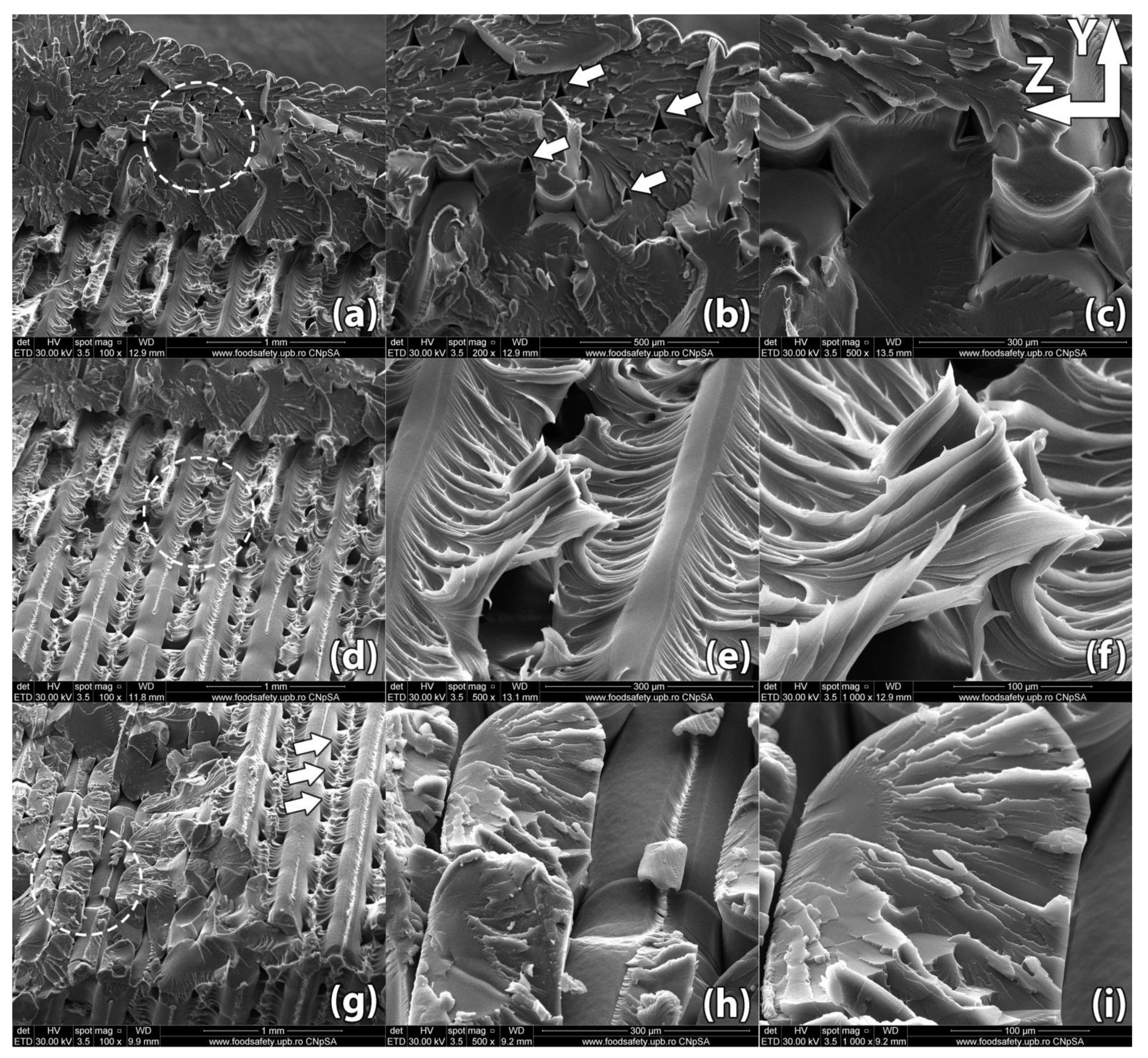 Polymers 13 00562 g009 Polymers 13 00562 g009