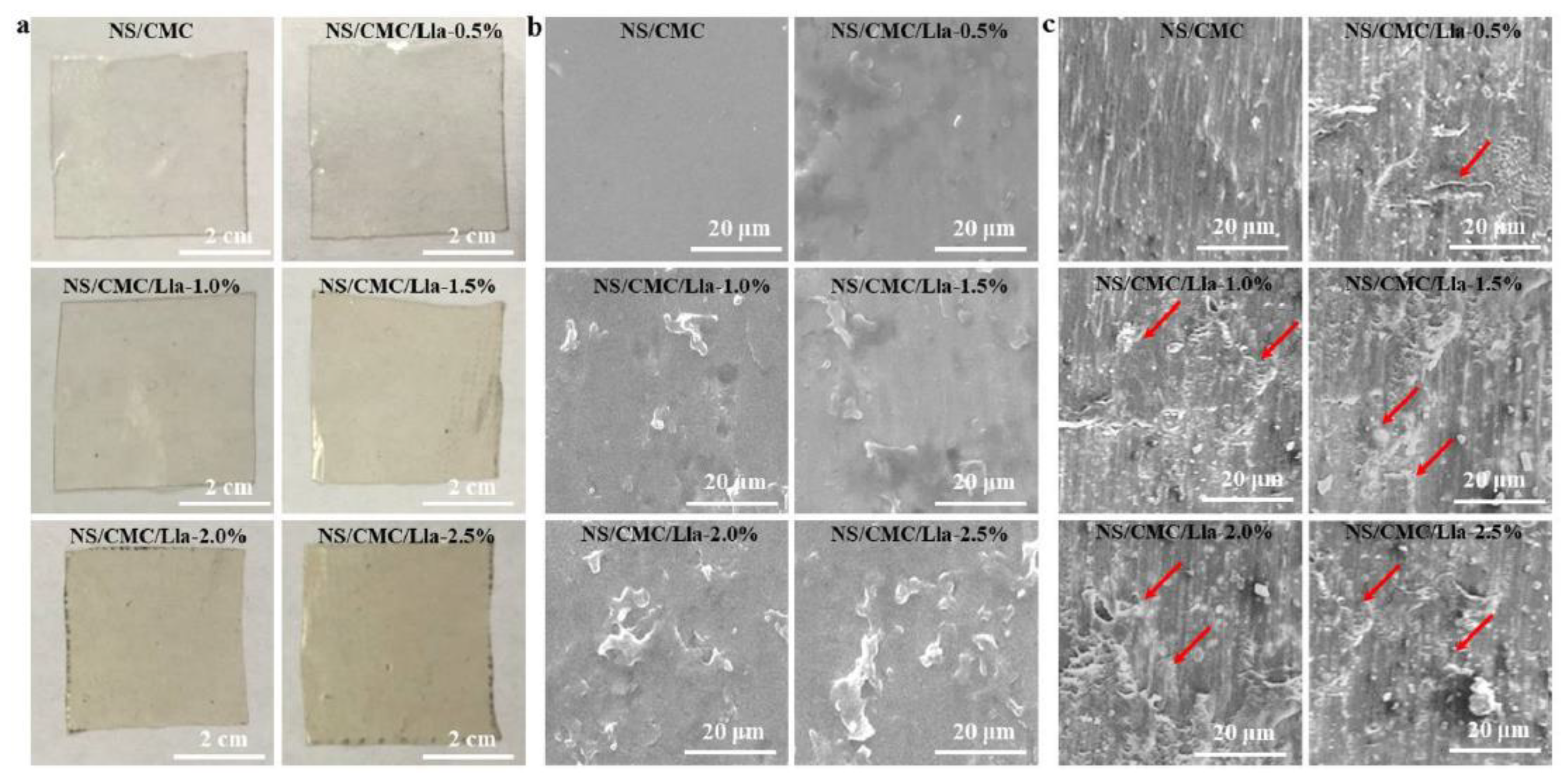 Polymers 13 00575 g004