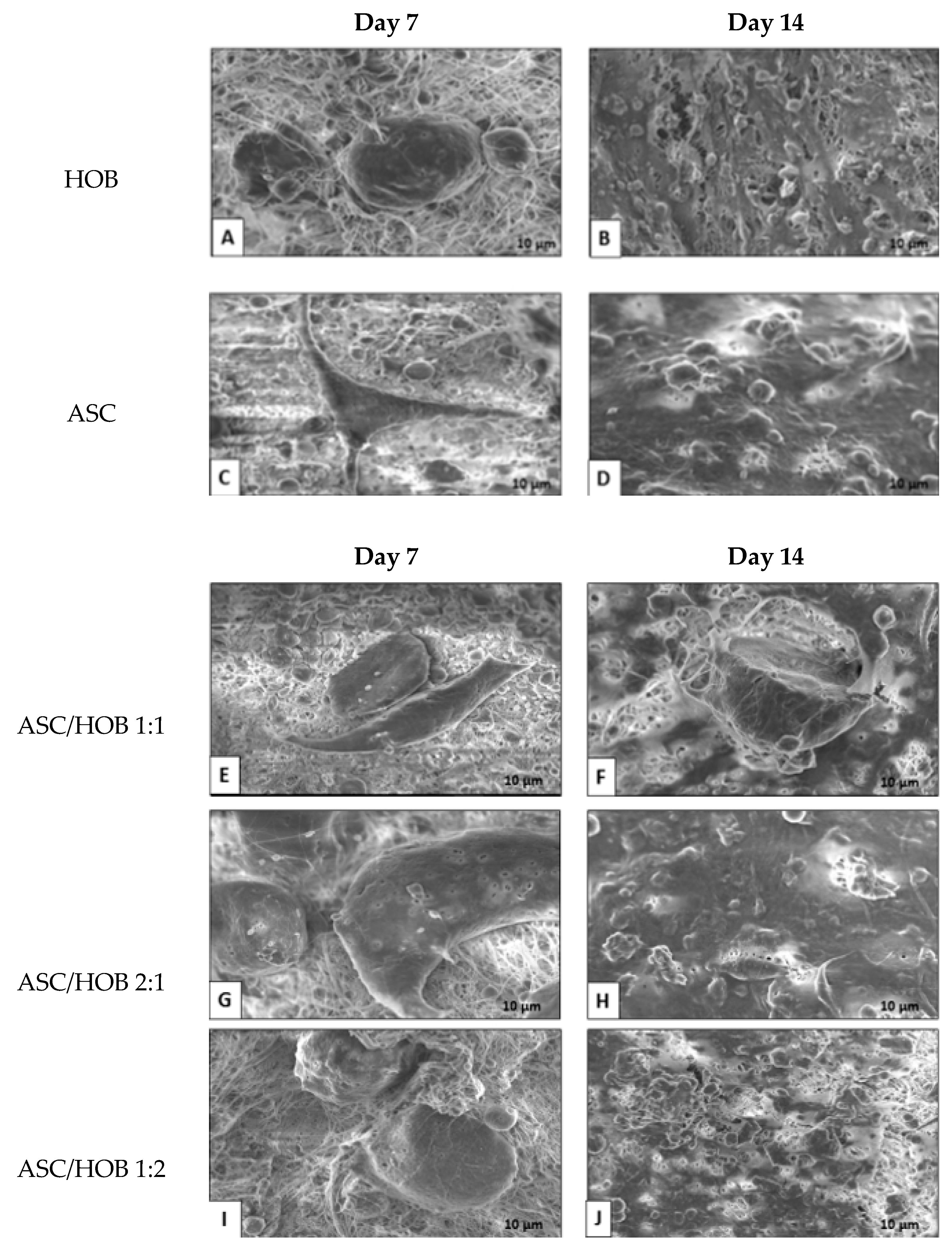 Polymers 13 00597 g001