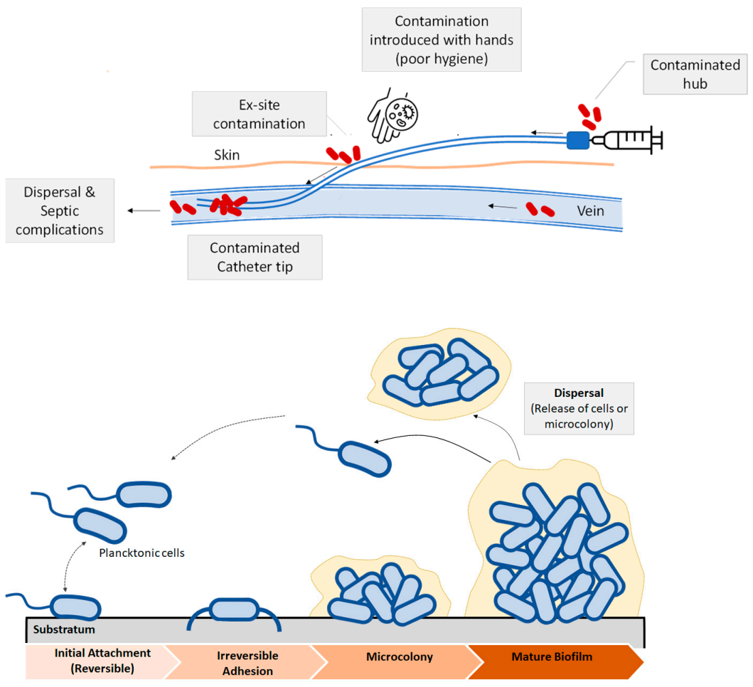 Polymers 13 00613 g003