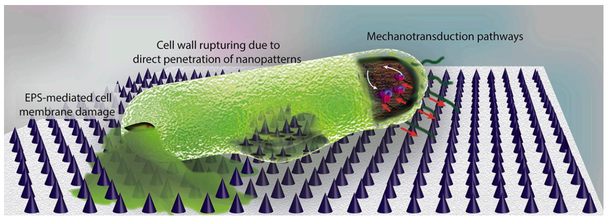 Polymers 13 00613 g011