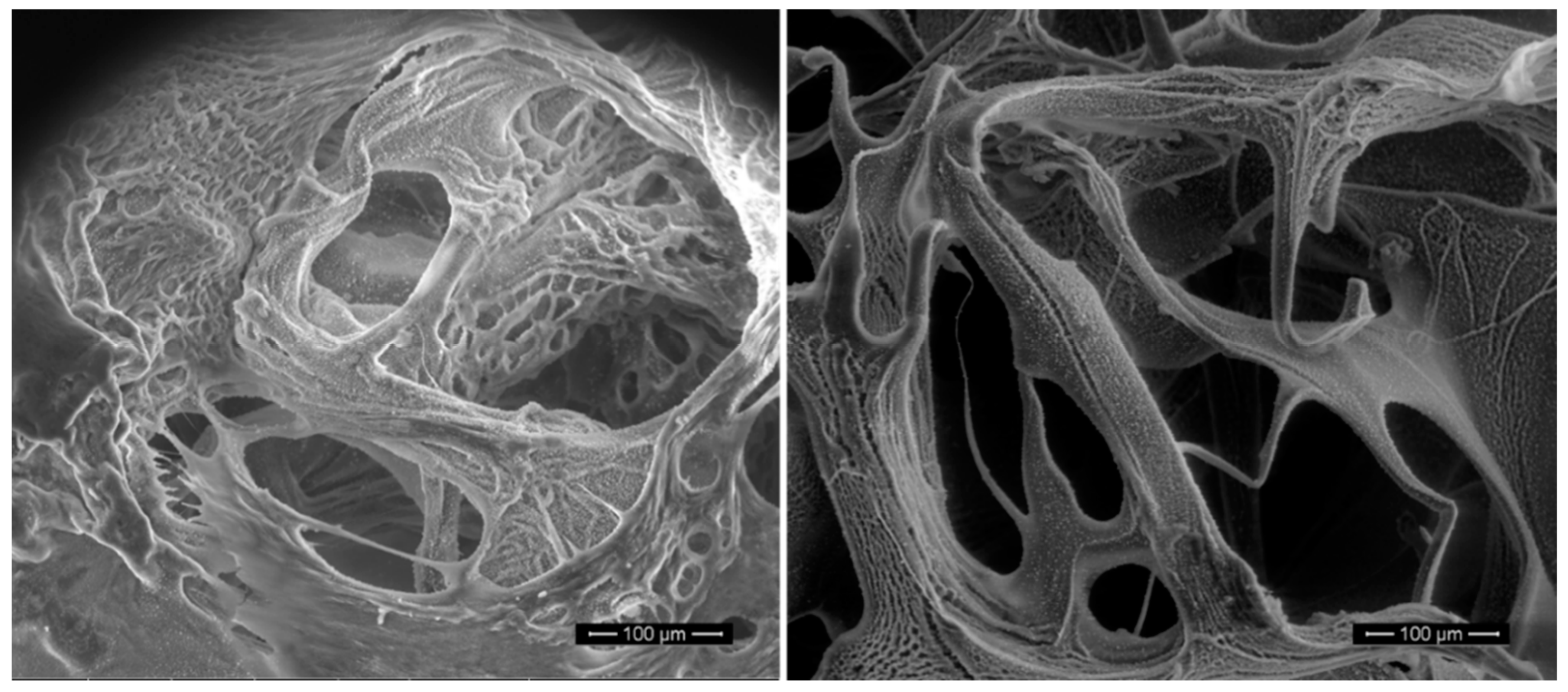 Polymers 13 00650 g005