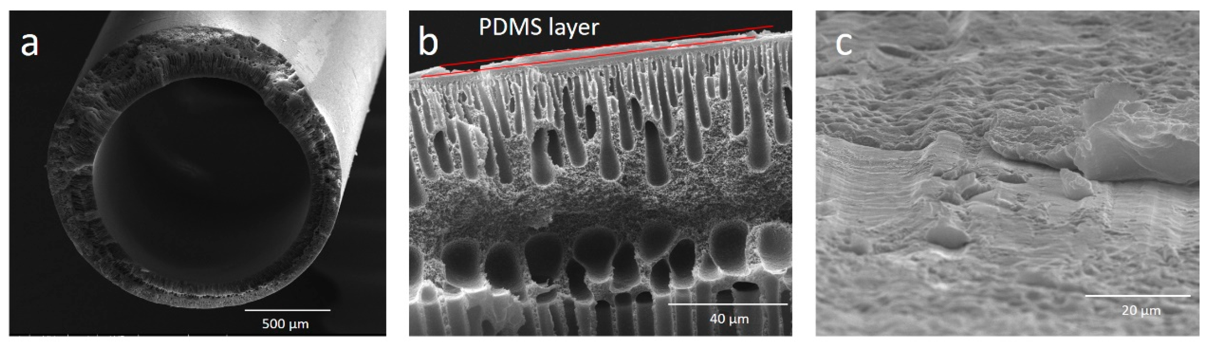 Polymers 13 00756 g002