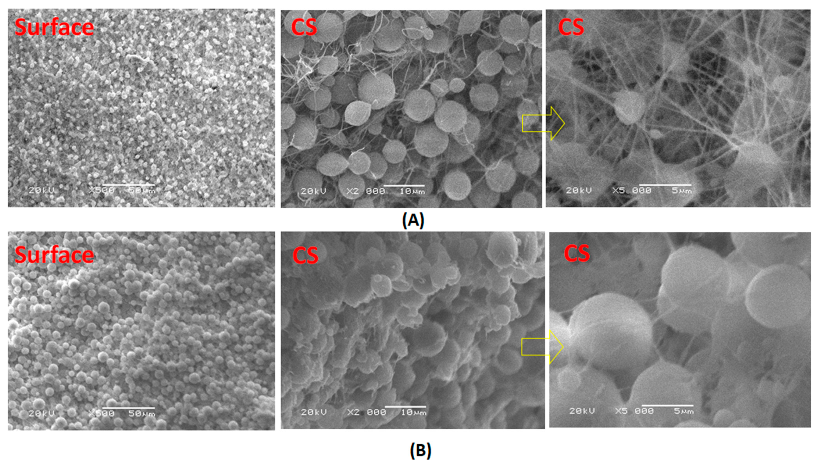 Polymers 13 00790 g007