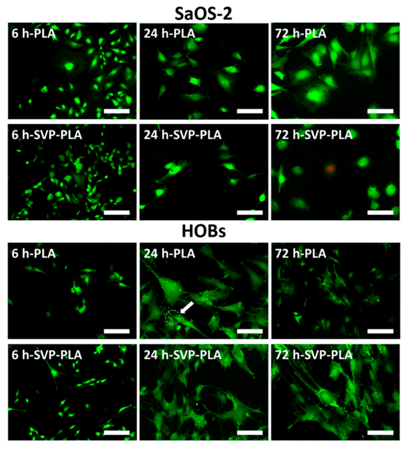 Polymers 13 00847 g006