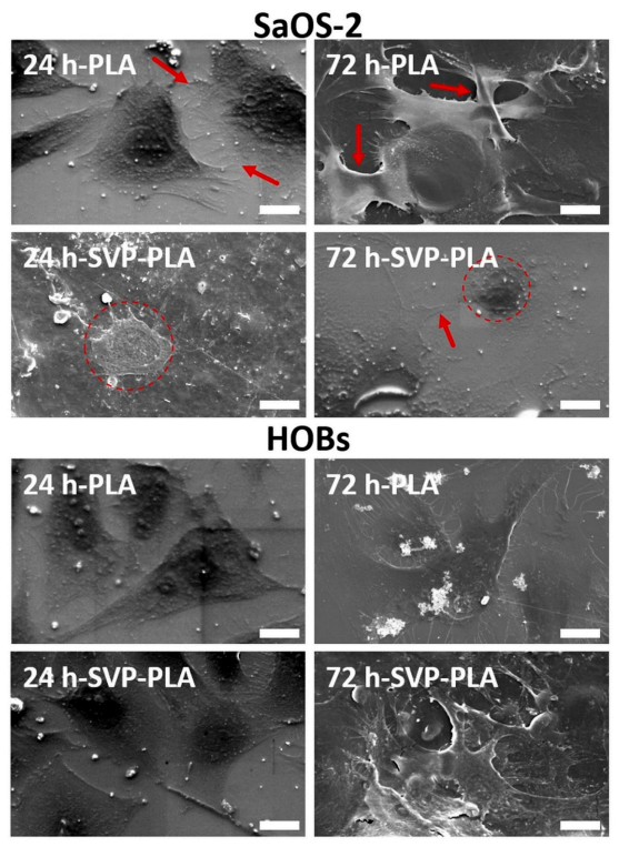 Polymers 13 00847 g007