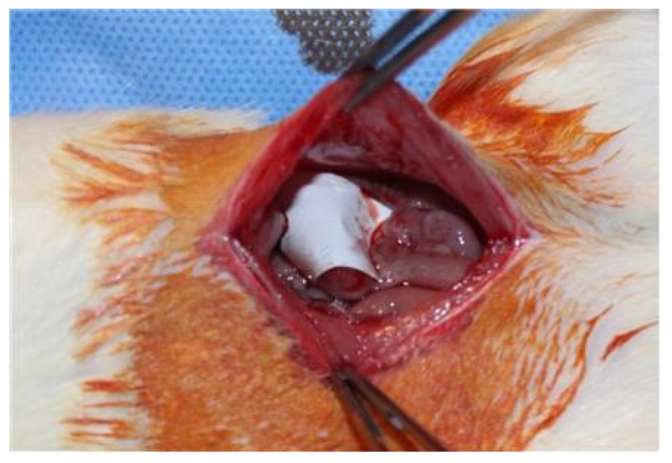 Polymers 13 00849 g002 Polymers 13 00849 g002