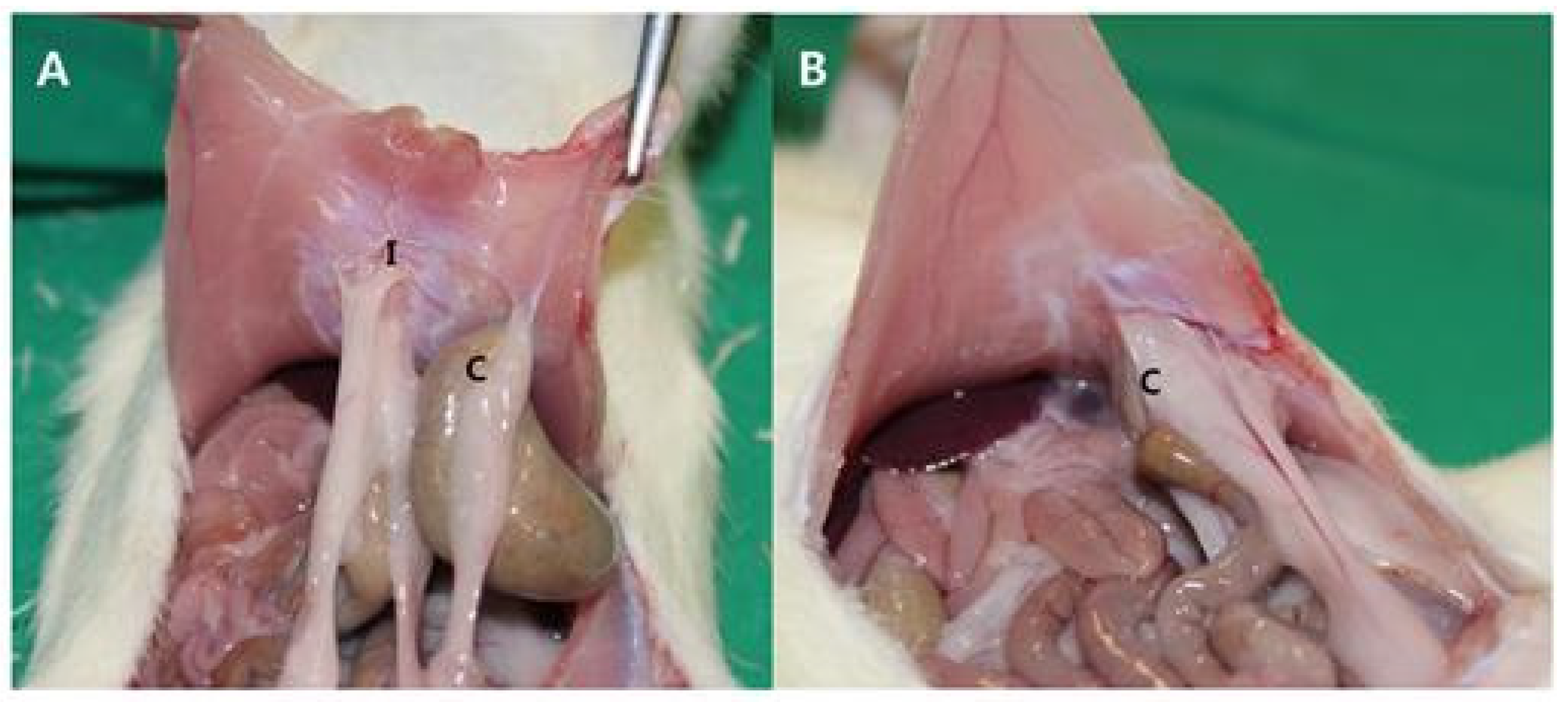 Polymers 13 00849 g008 Polymers 13 00849 g008