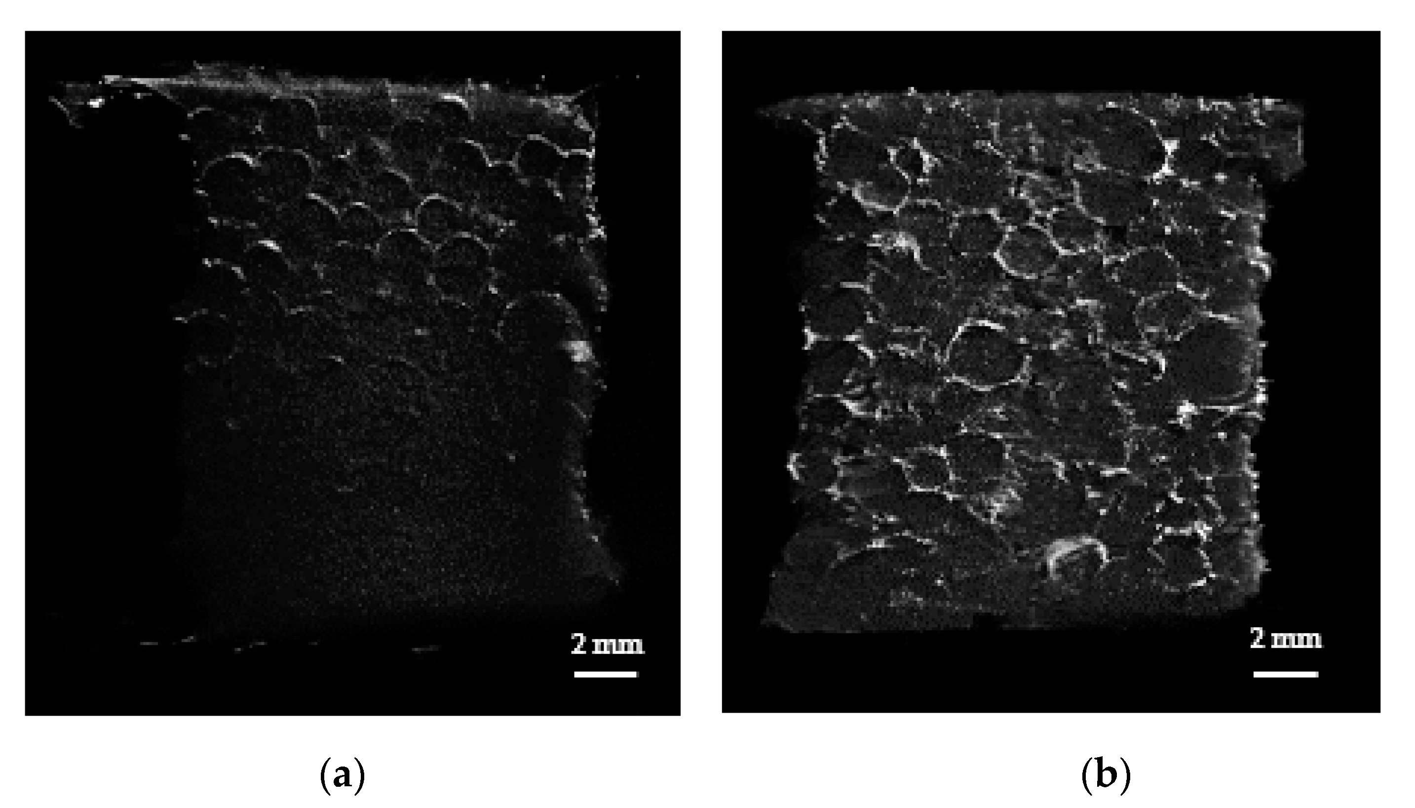 Polymers 13 00902 g005