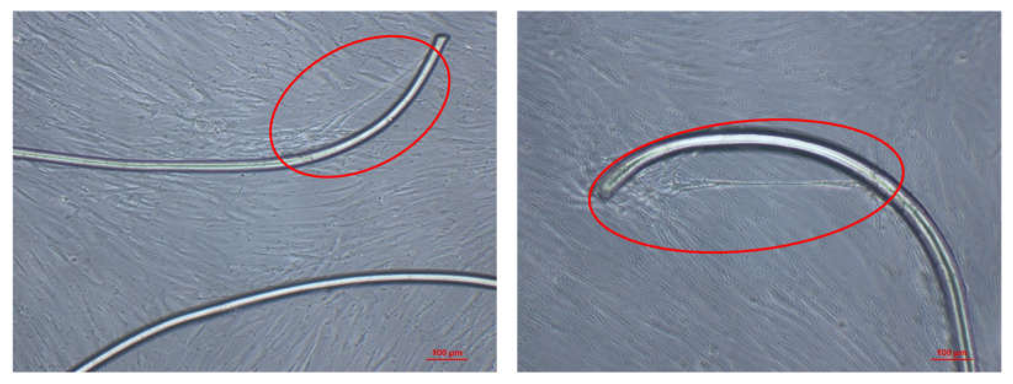 Polymers 13 00905 g009
