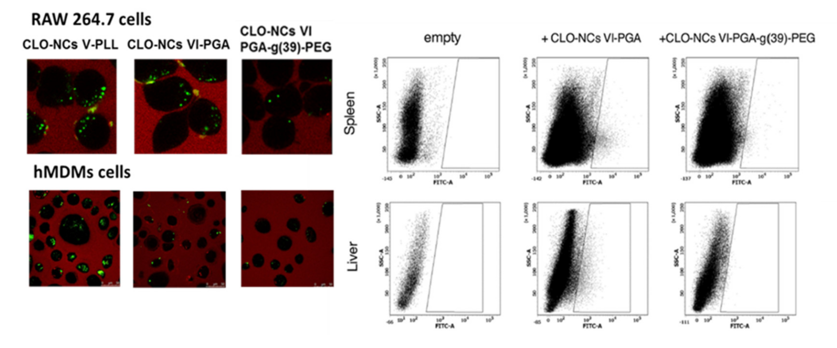Polymers 13 01000 g004