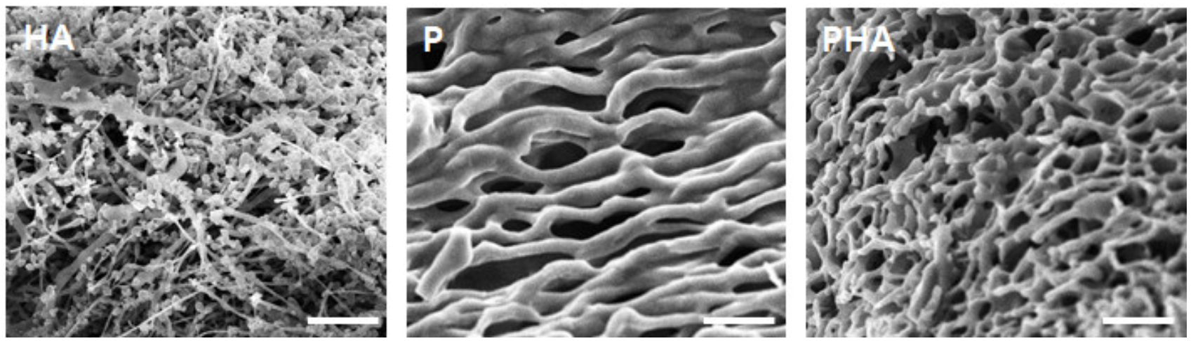 Polymers 13 01042 g004