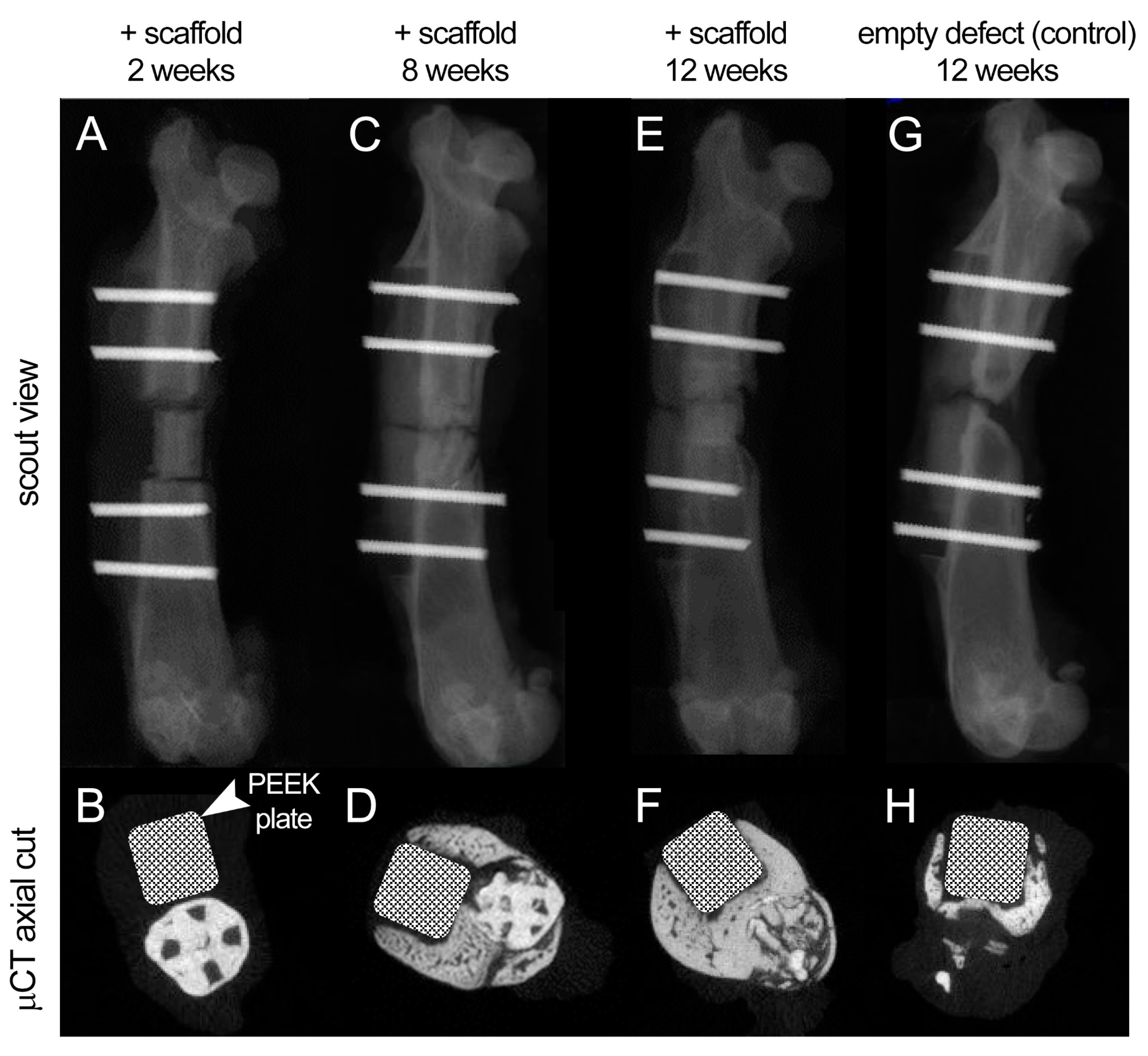 Polymers 13 01099 g007