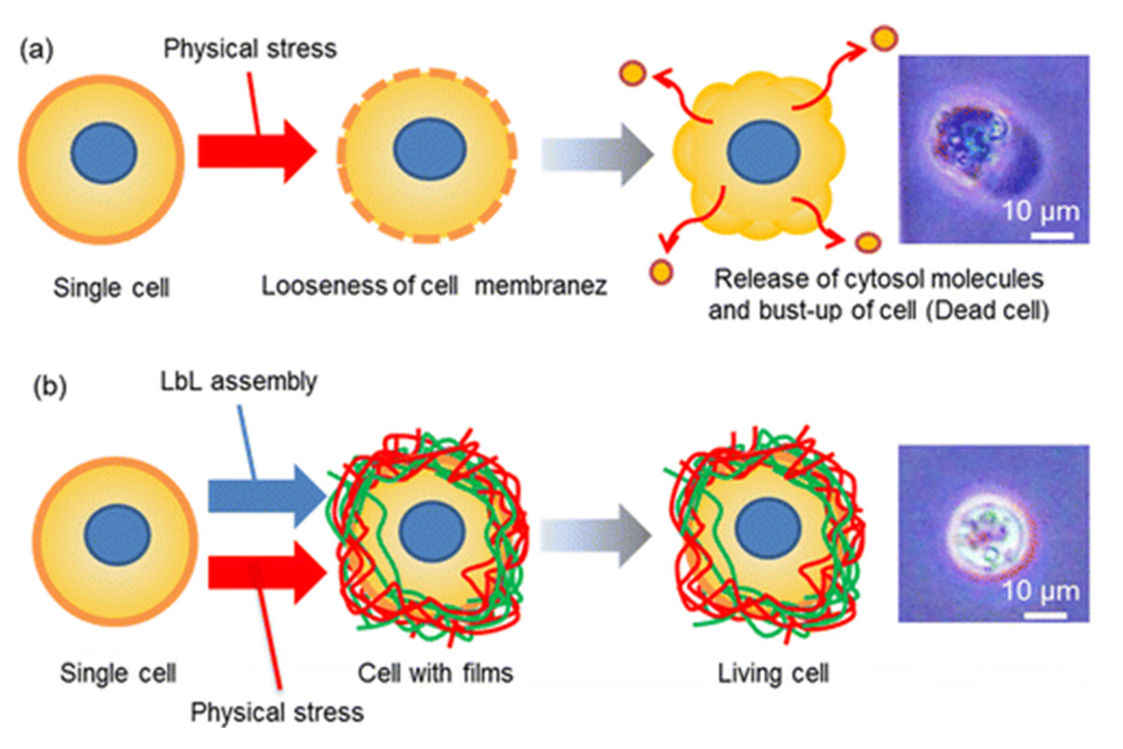 Polymers 13 01221 g013