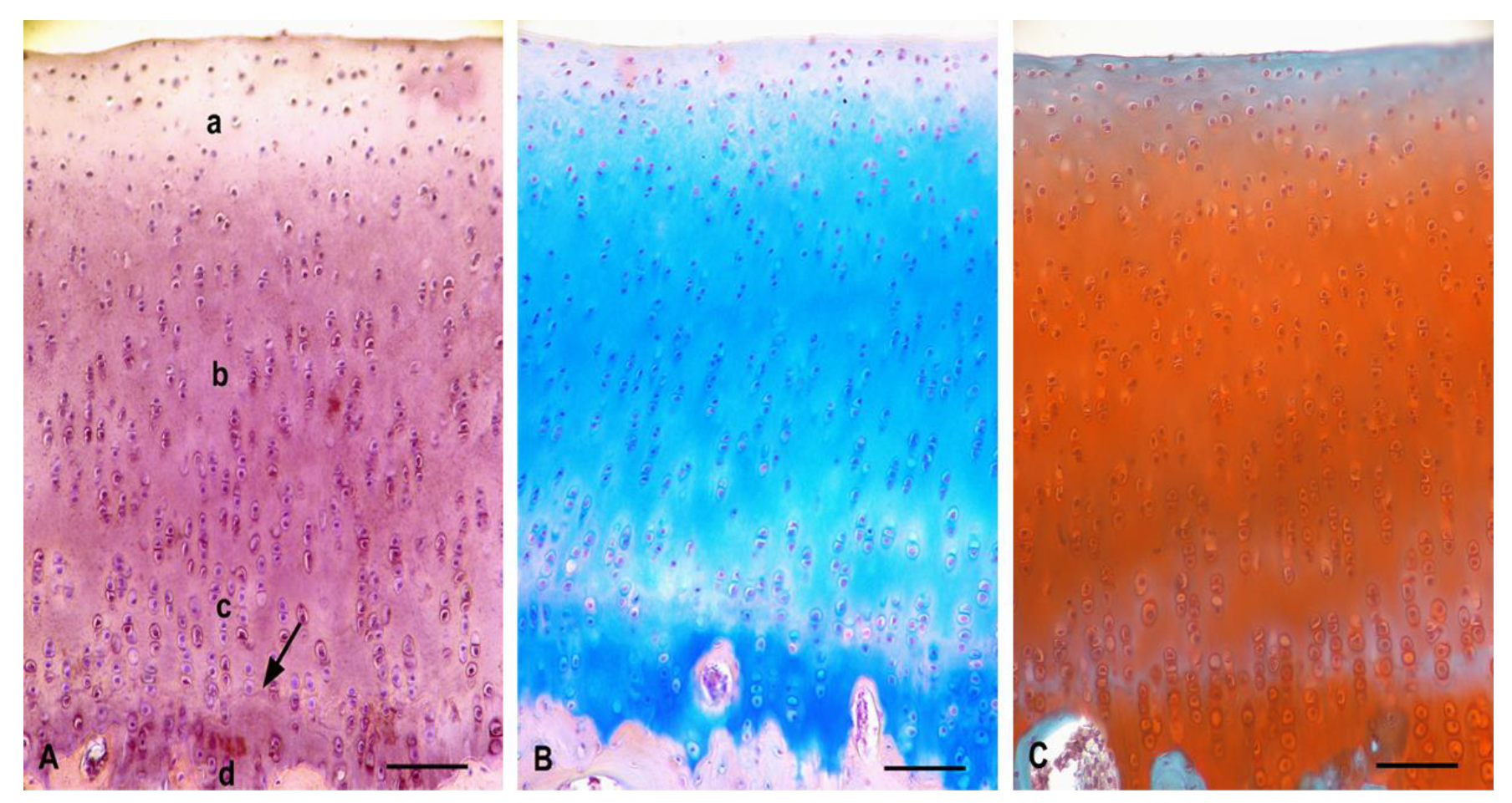 Polymers 13 01232 g013 Polymers 13 01232 g013