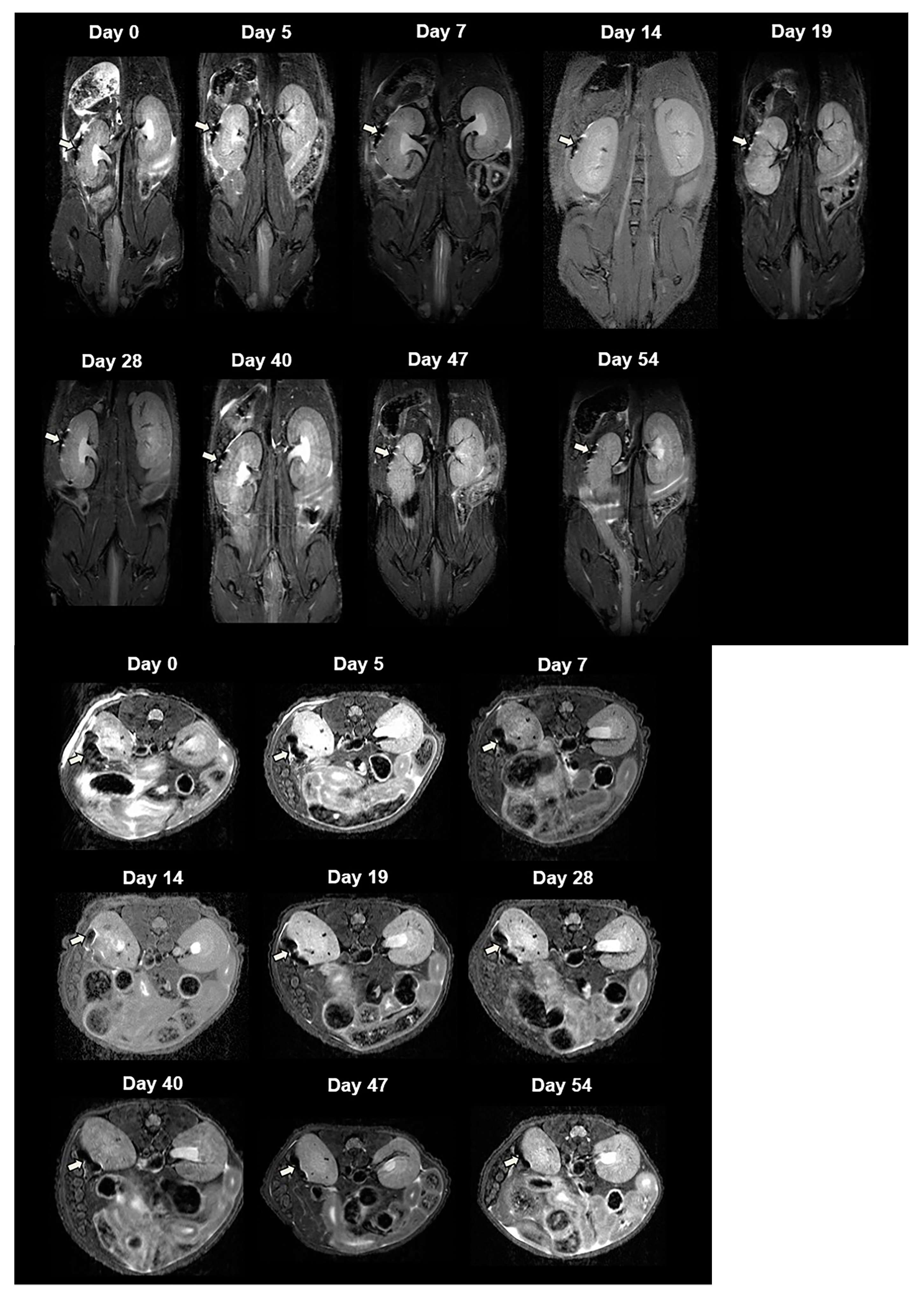 Polymers 13 01238 g003 Polymers 13 01238 g003