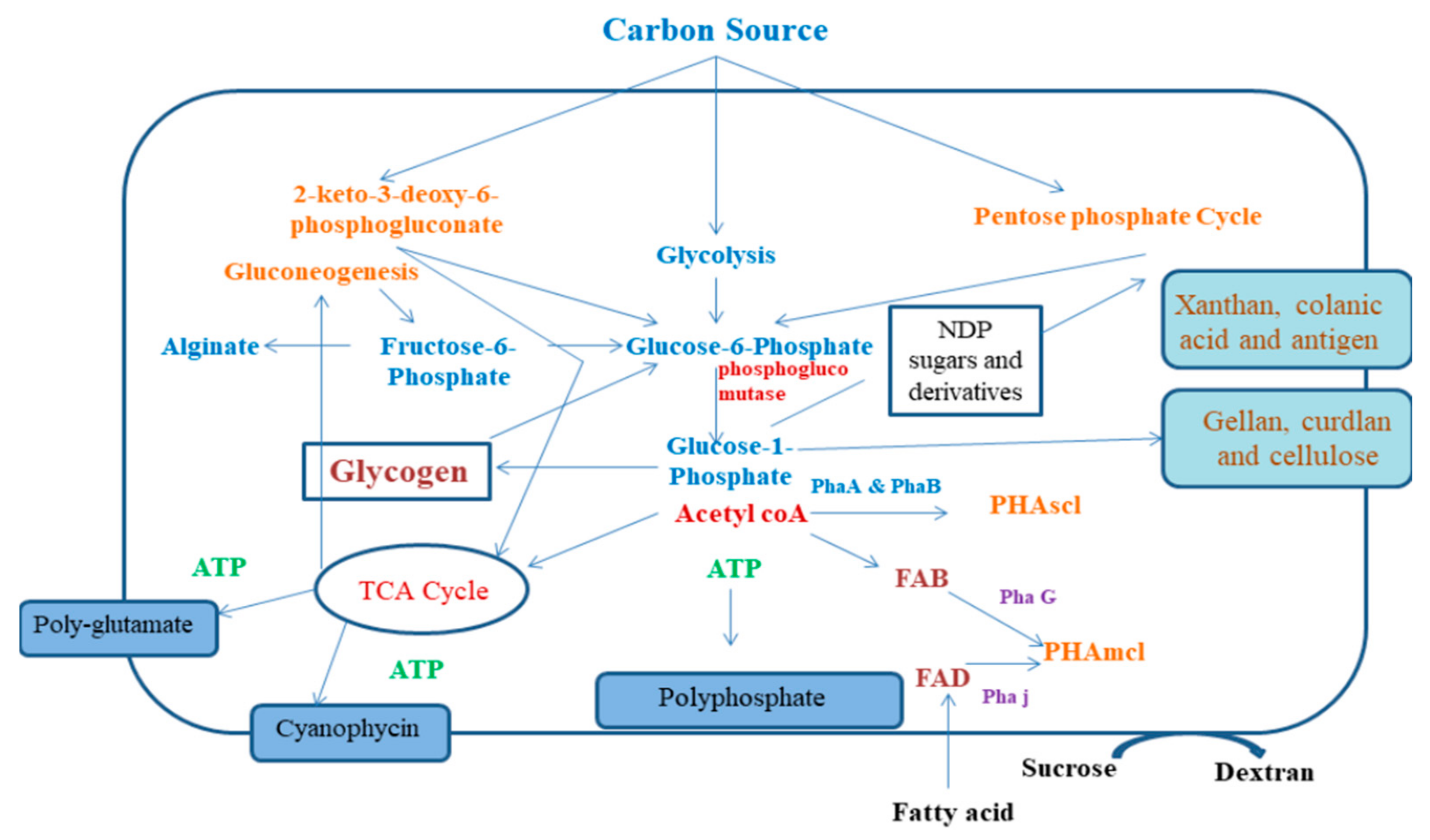 Polymers 13 01242 g001