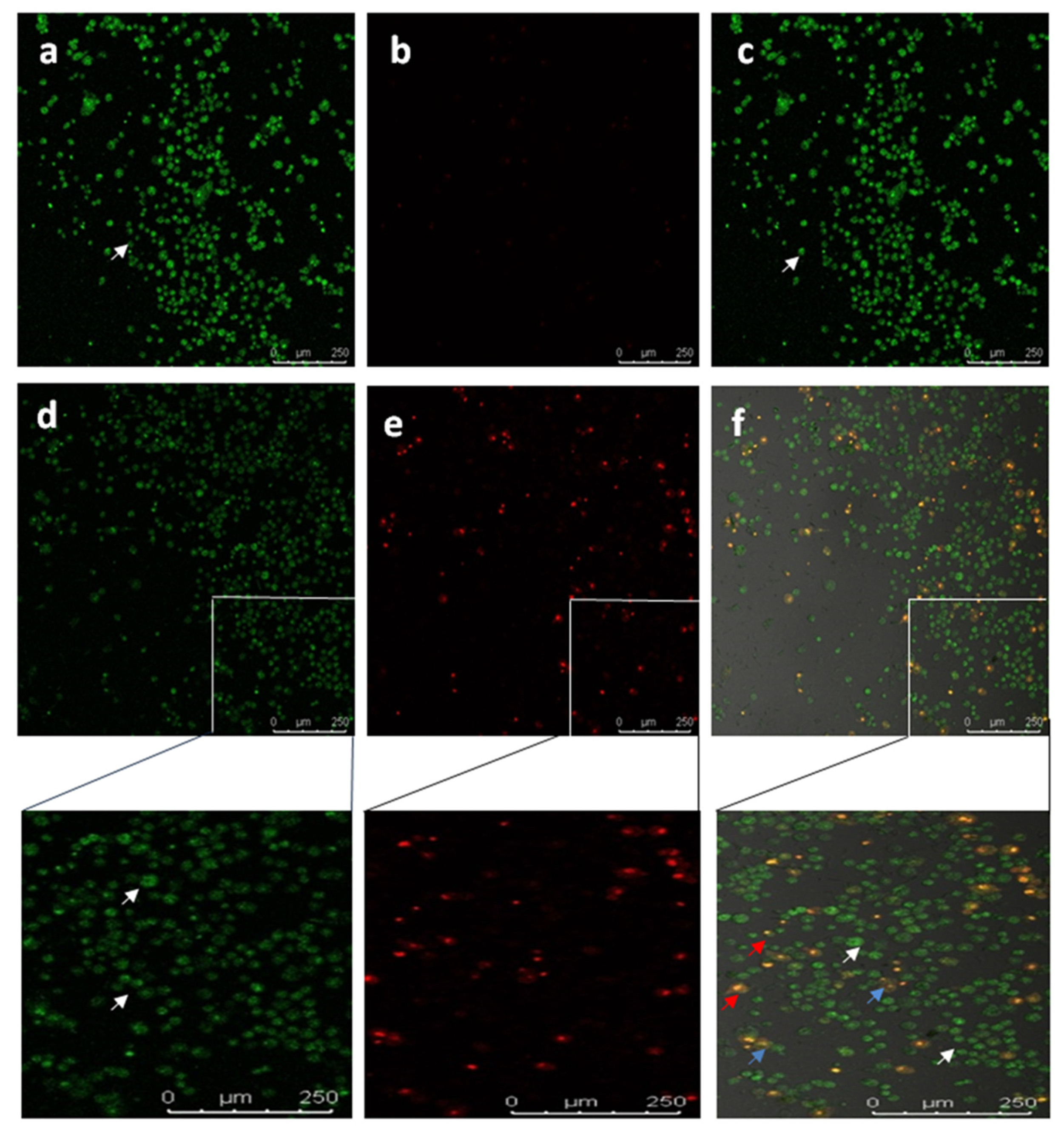 Polymers 13 01322 g008