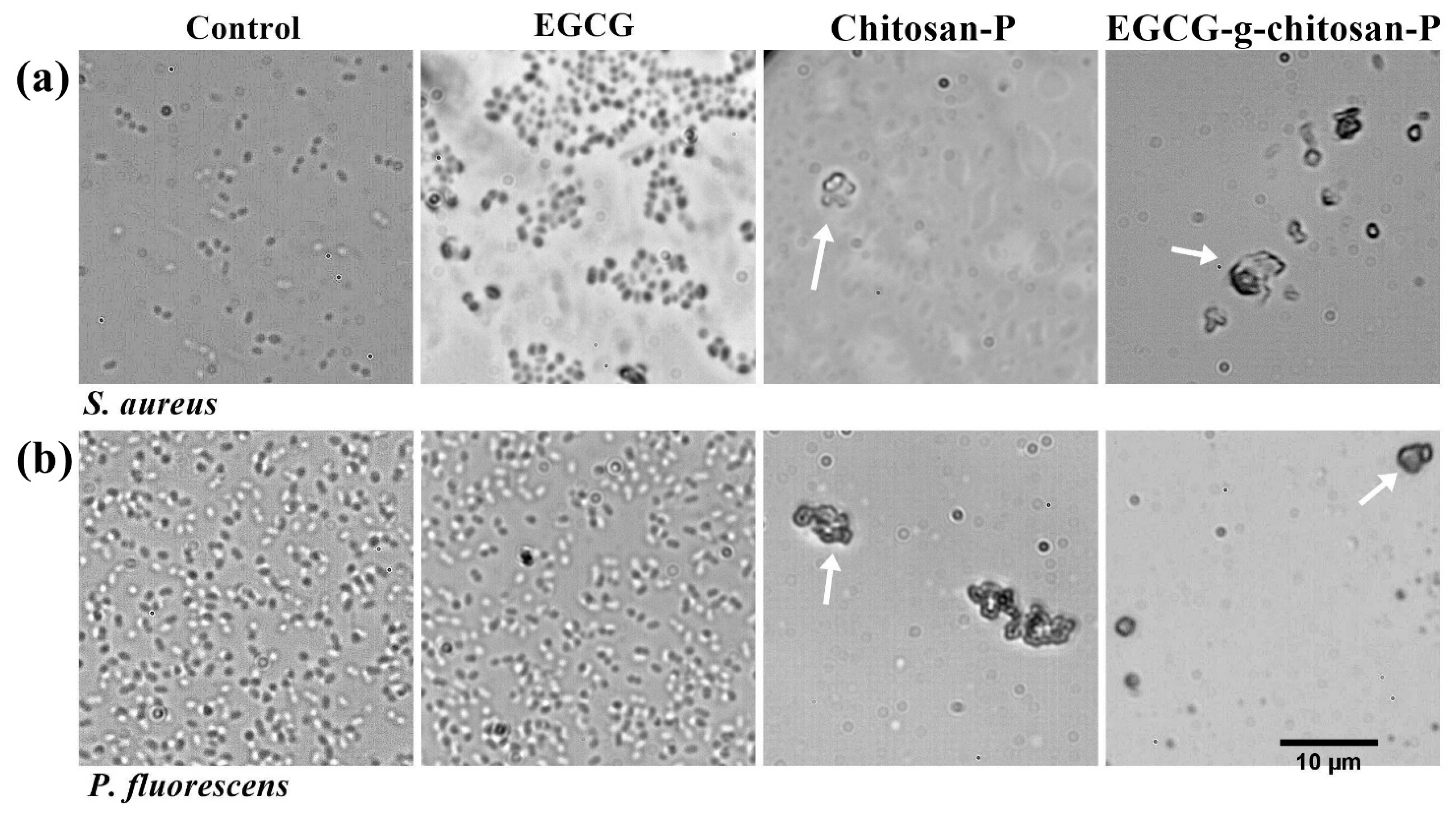 Polymers 13 01375 g006