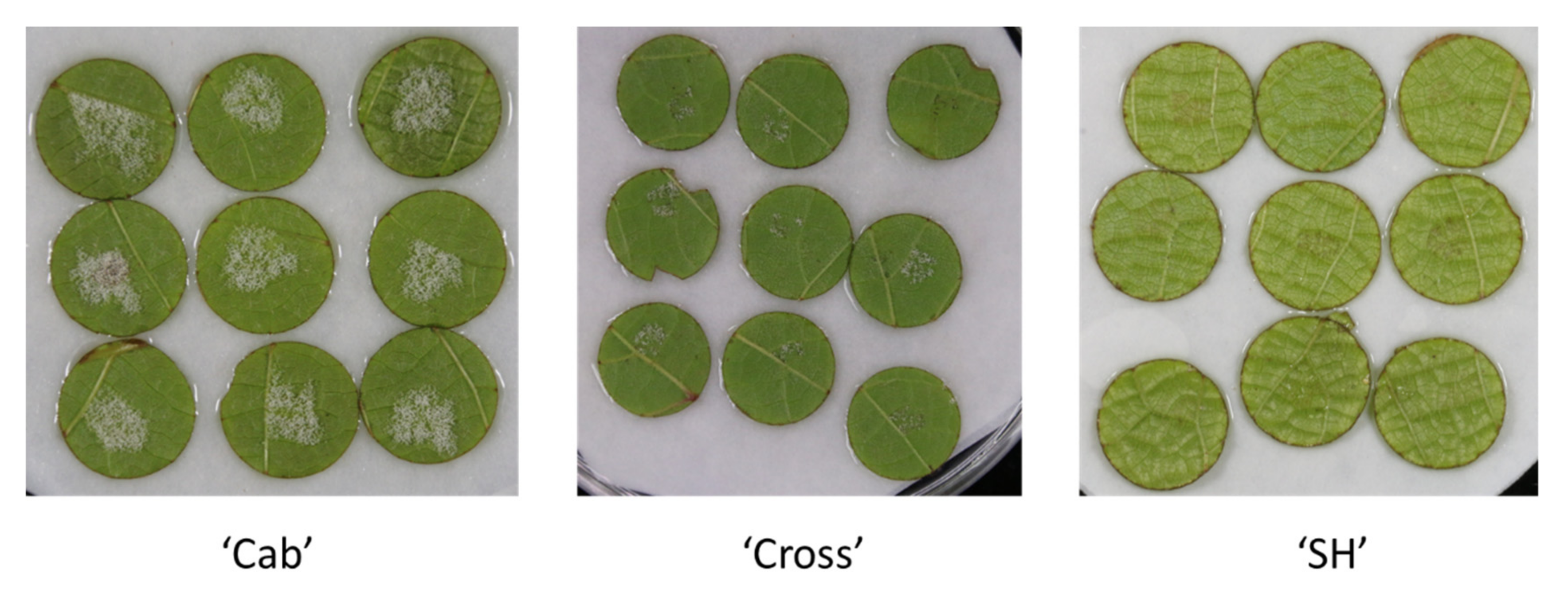 Polymers 13 01379 g001