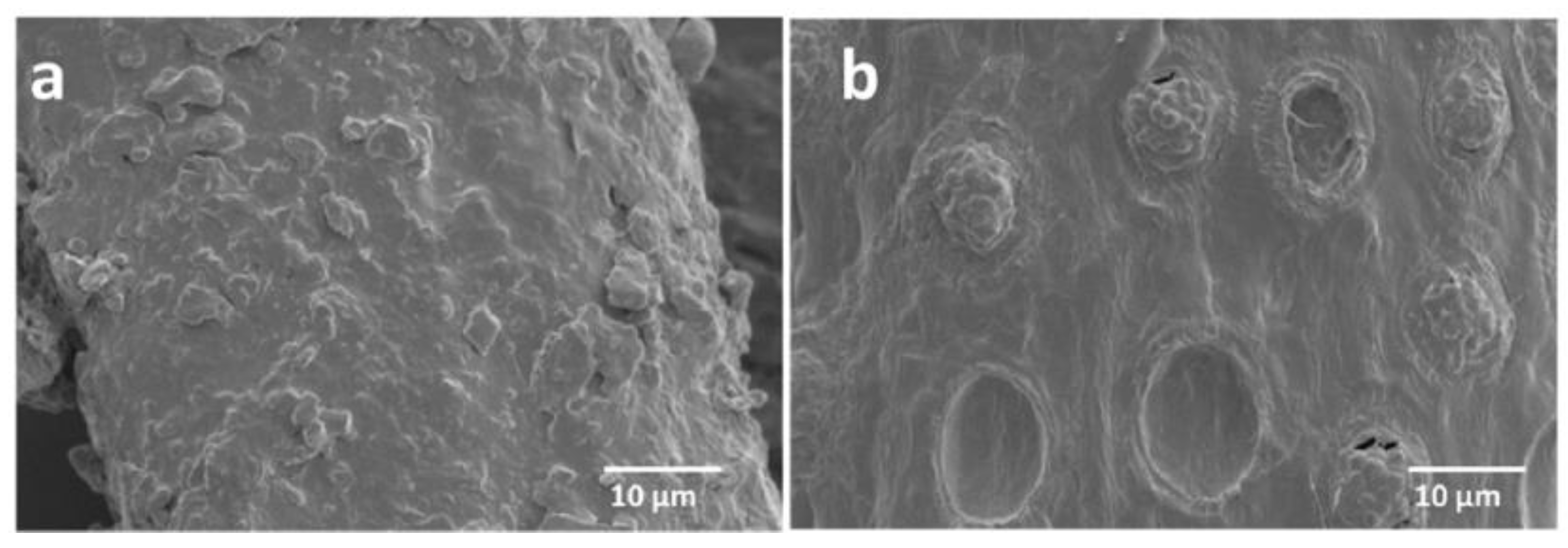 Polymers 13 01396 g002
