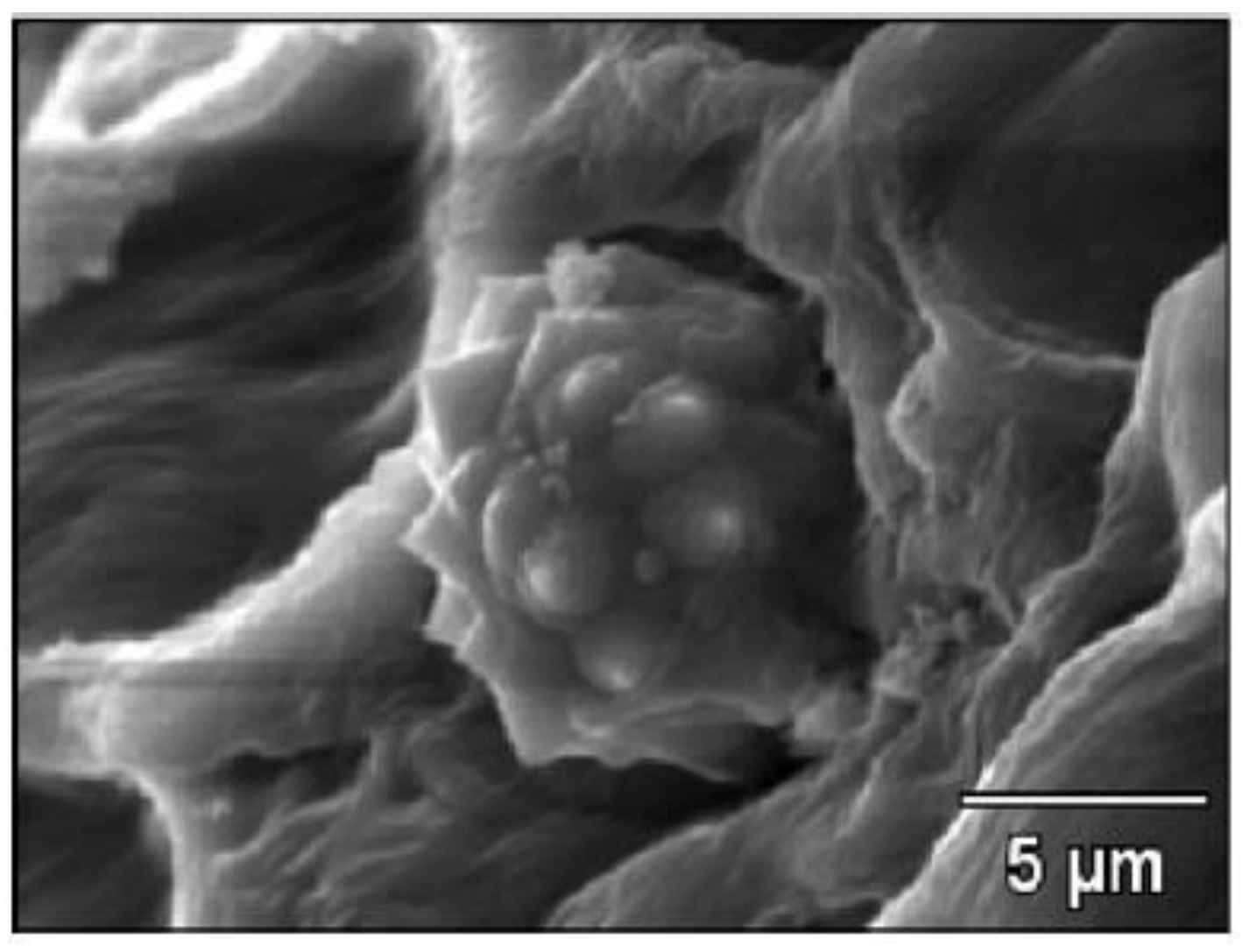 Polymers 13 01396 g003