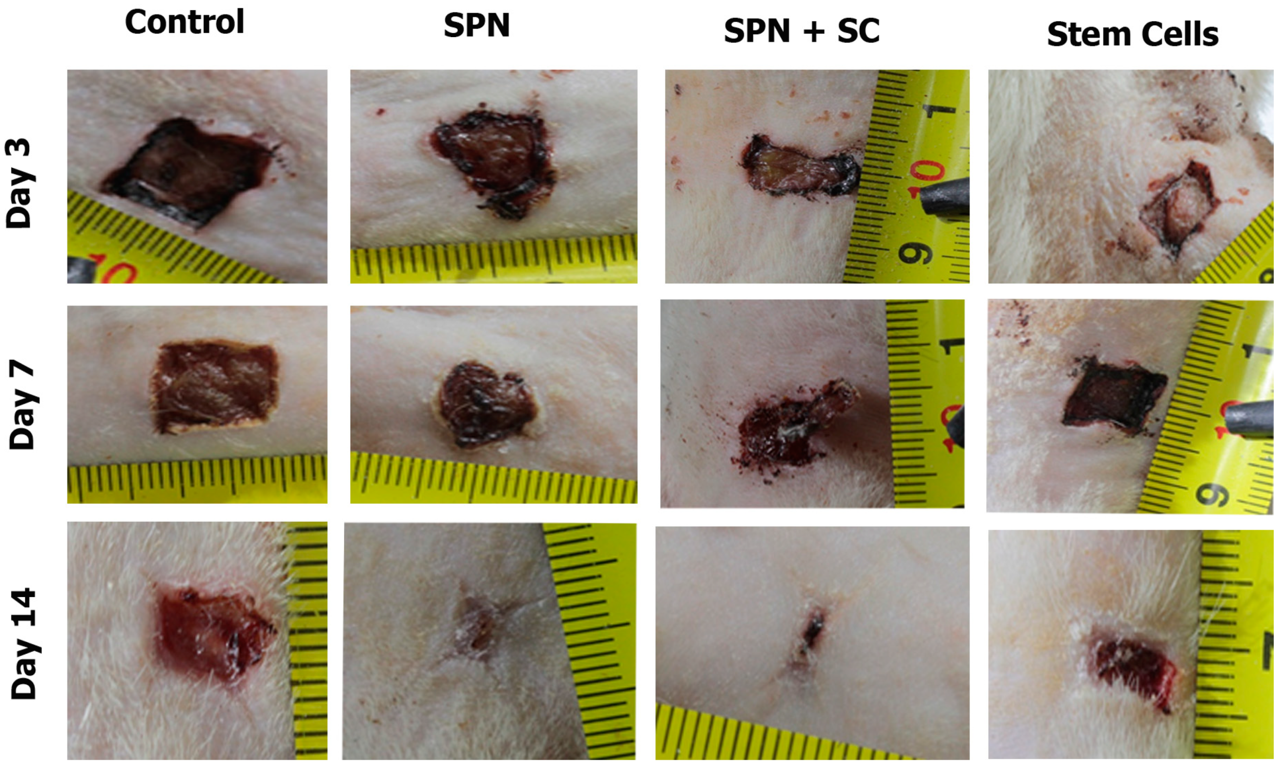 Polymers 13 01467 g007