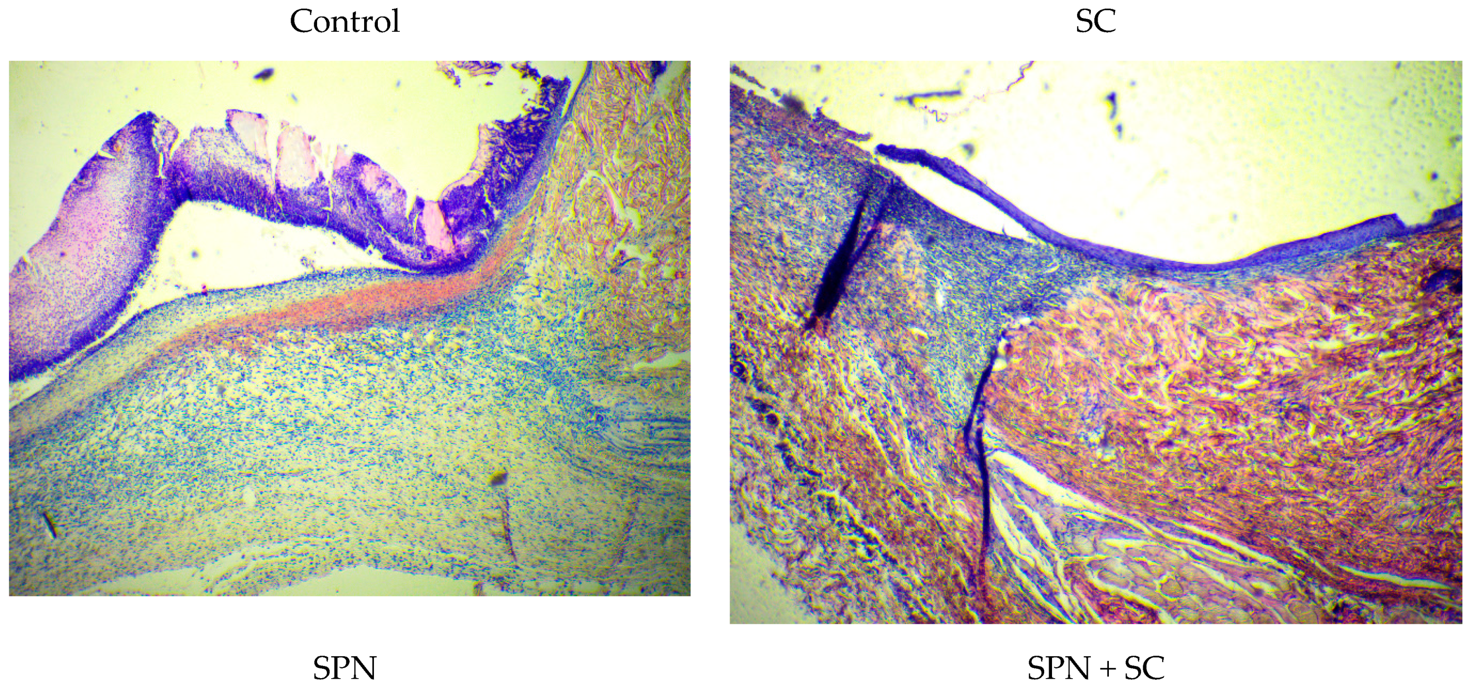 Polymers 13 01467 g011a