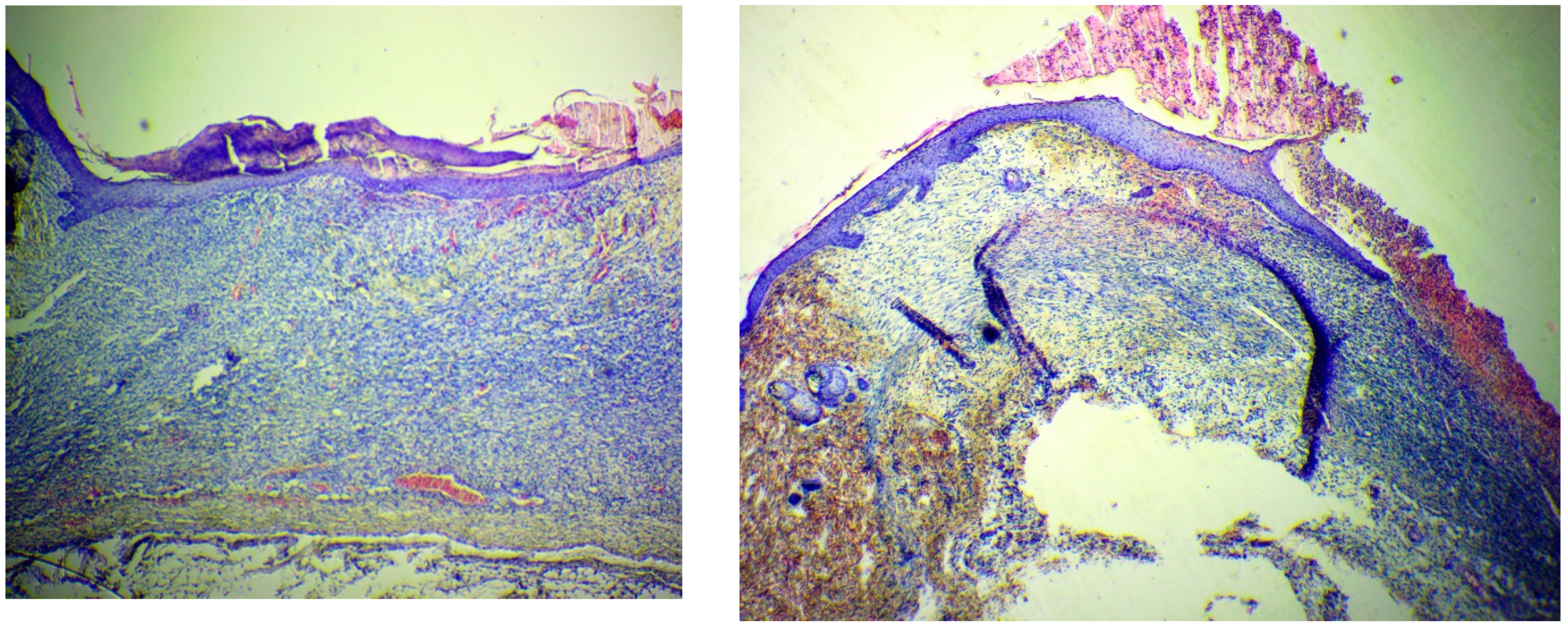 Polymers 13 01467 g011b