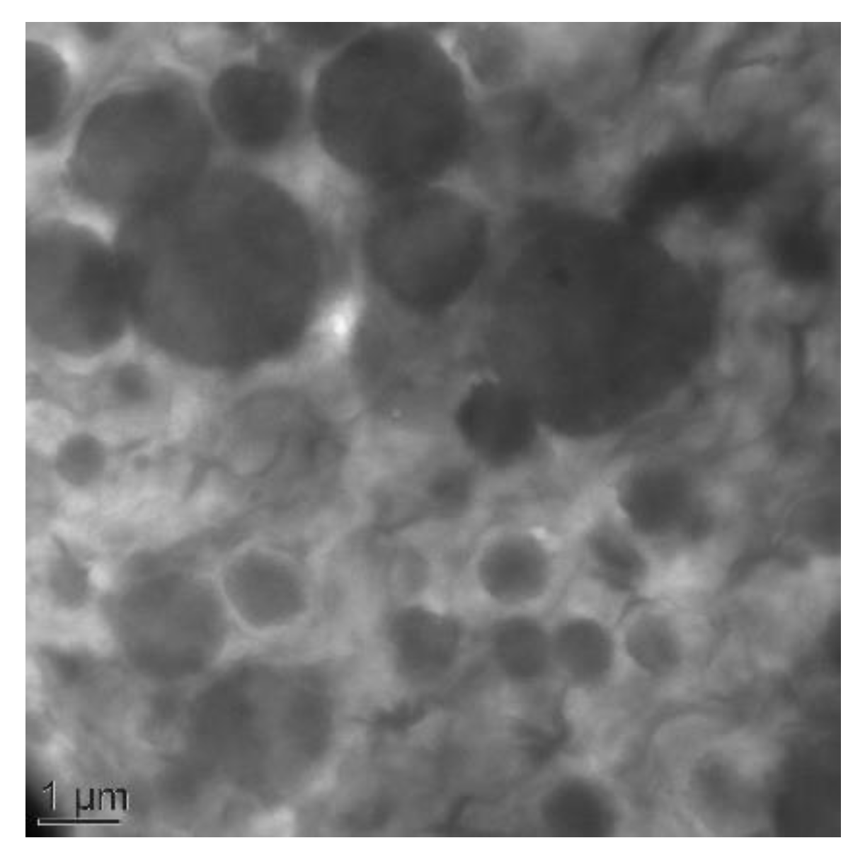 Polymers 13 01477 g002