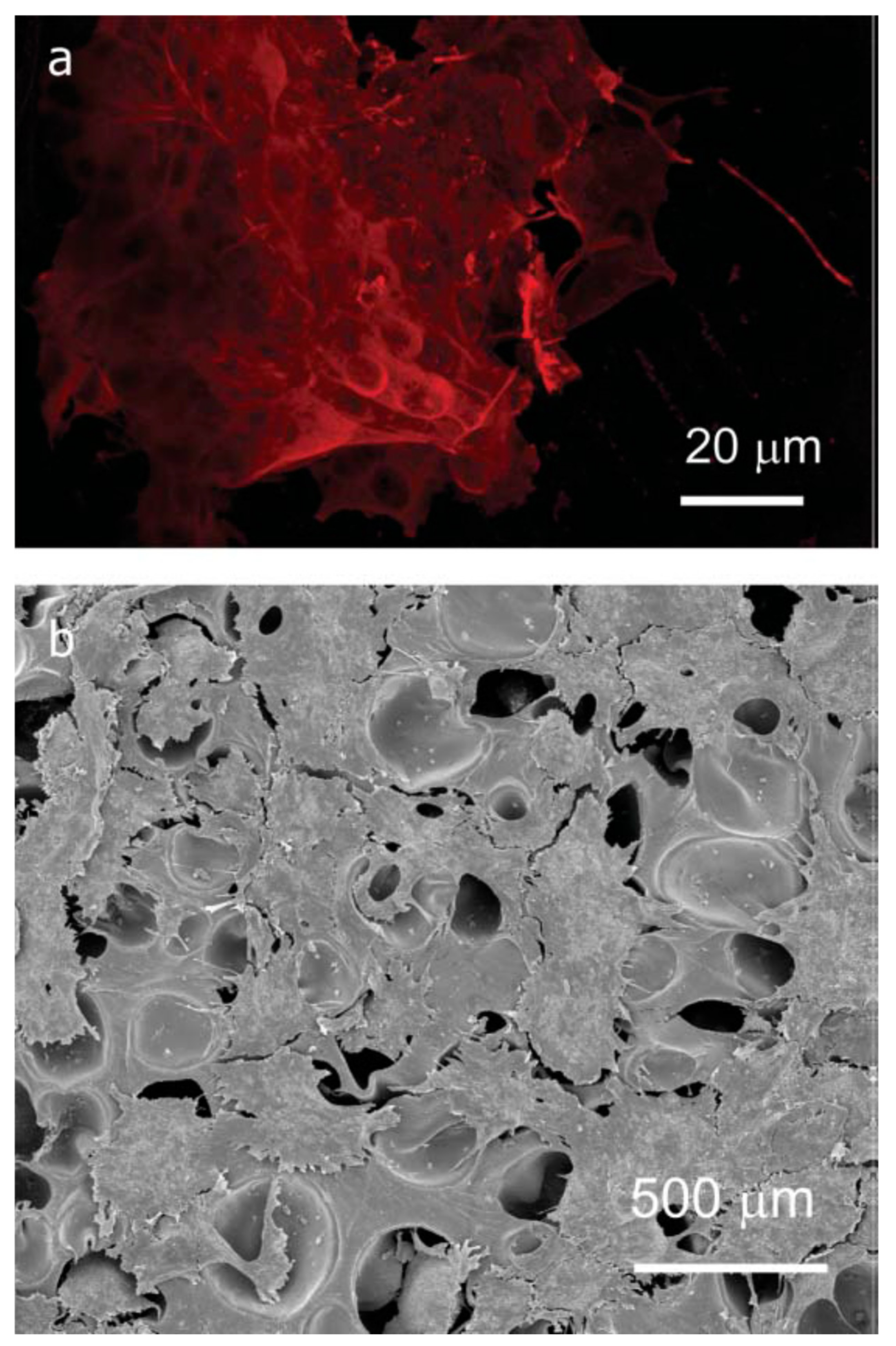 Polymers 13 01565 g020 Polymers 13 01565 g020