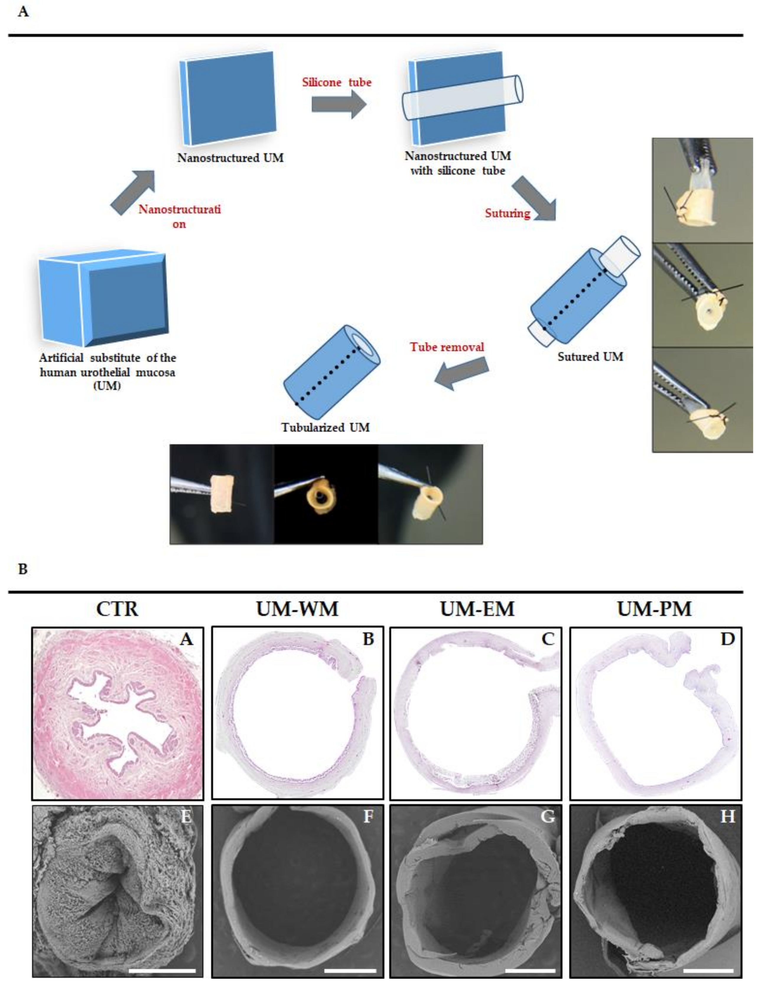 Polymers 13 01568 g001