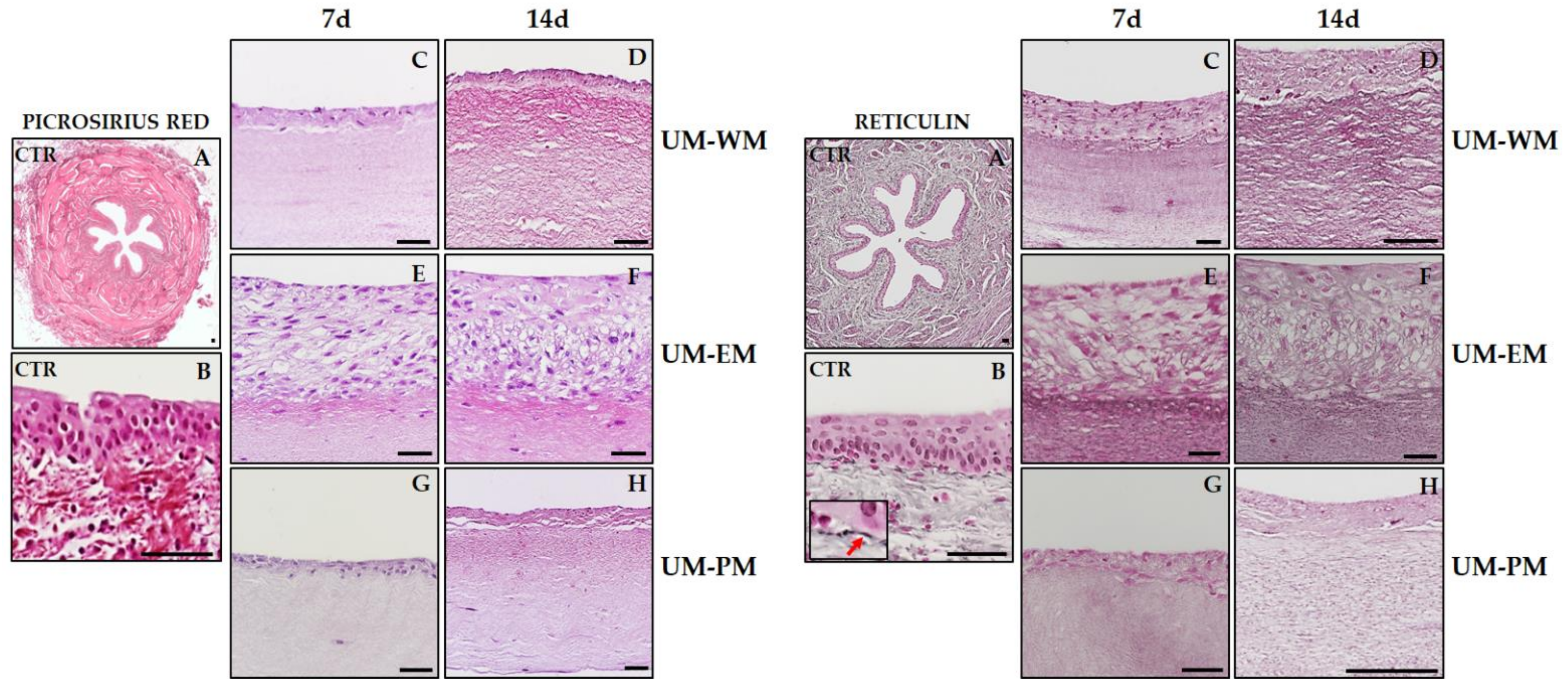 Polymers 13 01568 g003