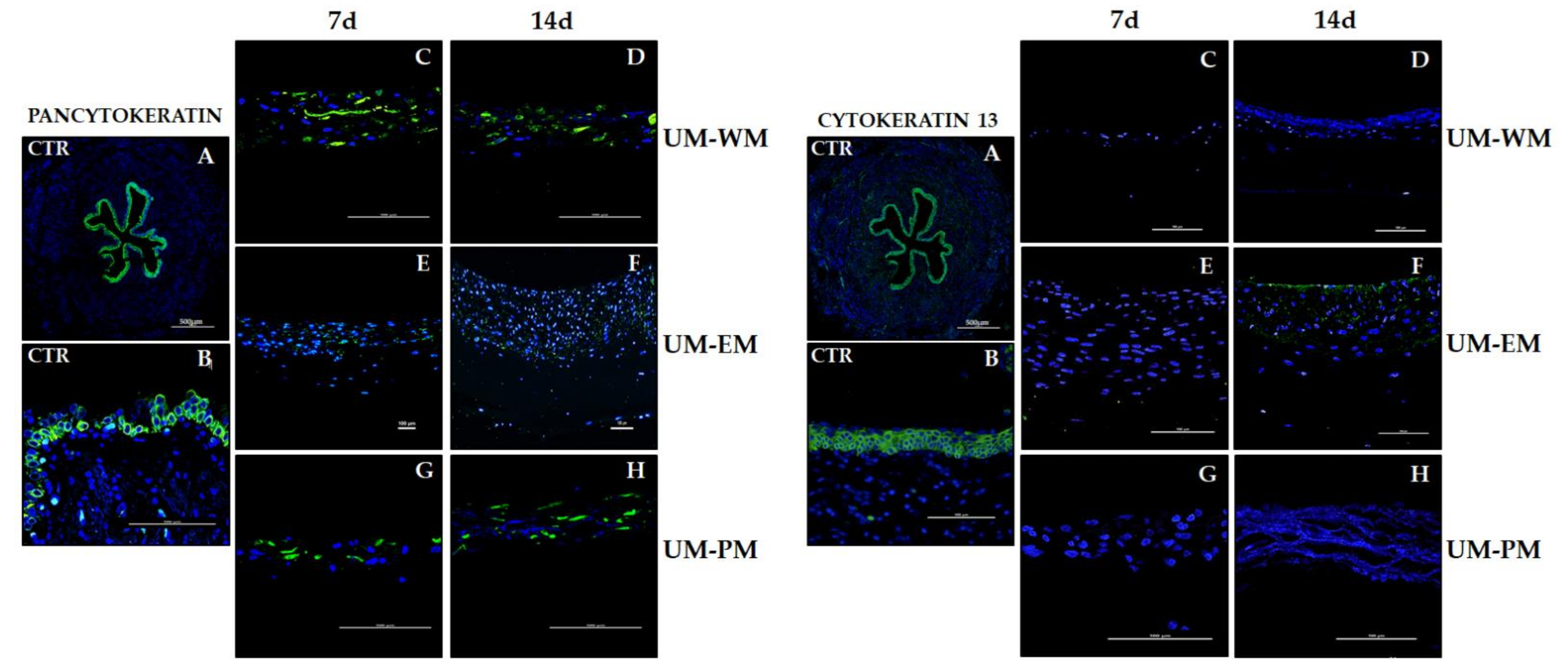 Polymers 13 01568 g005