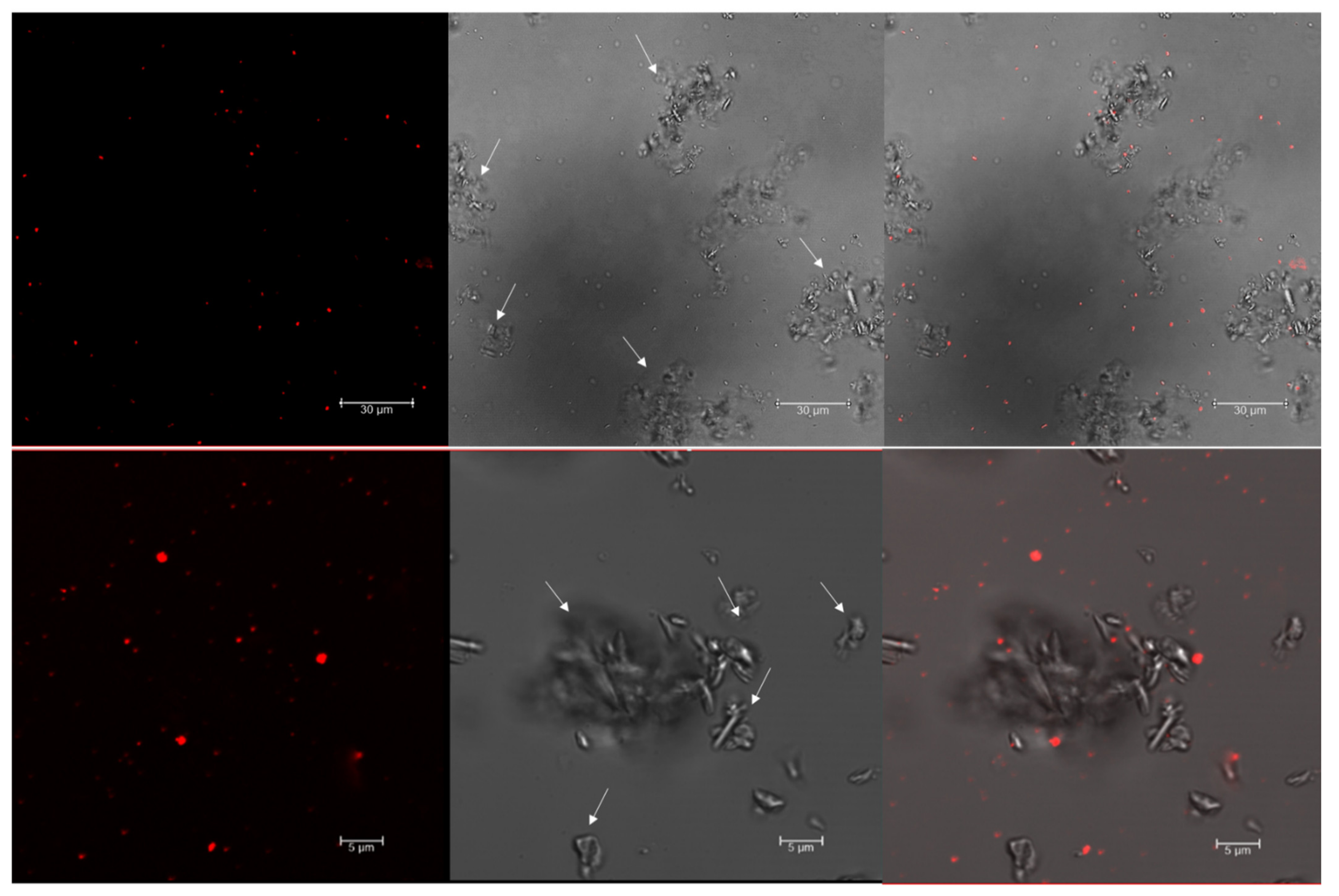 Polymers 13 01582 g001