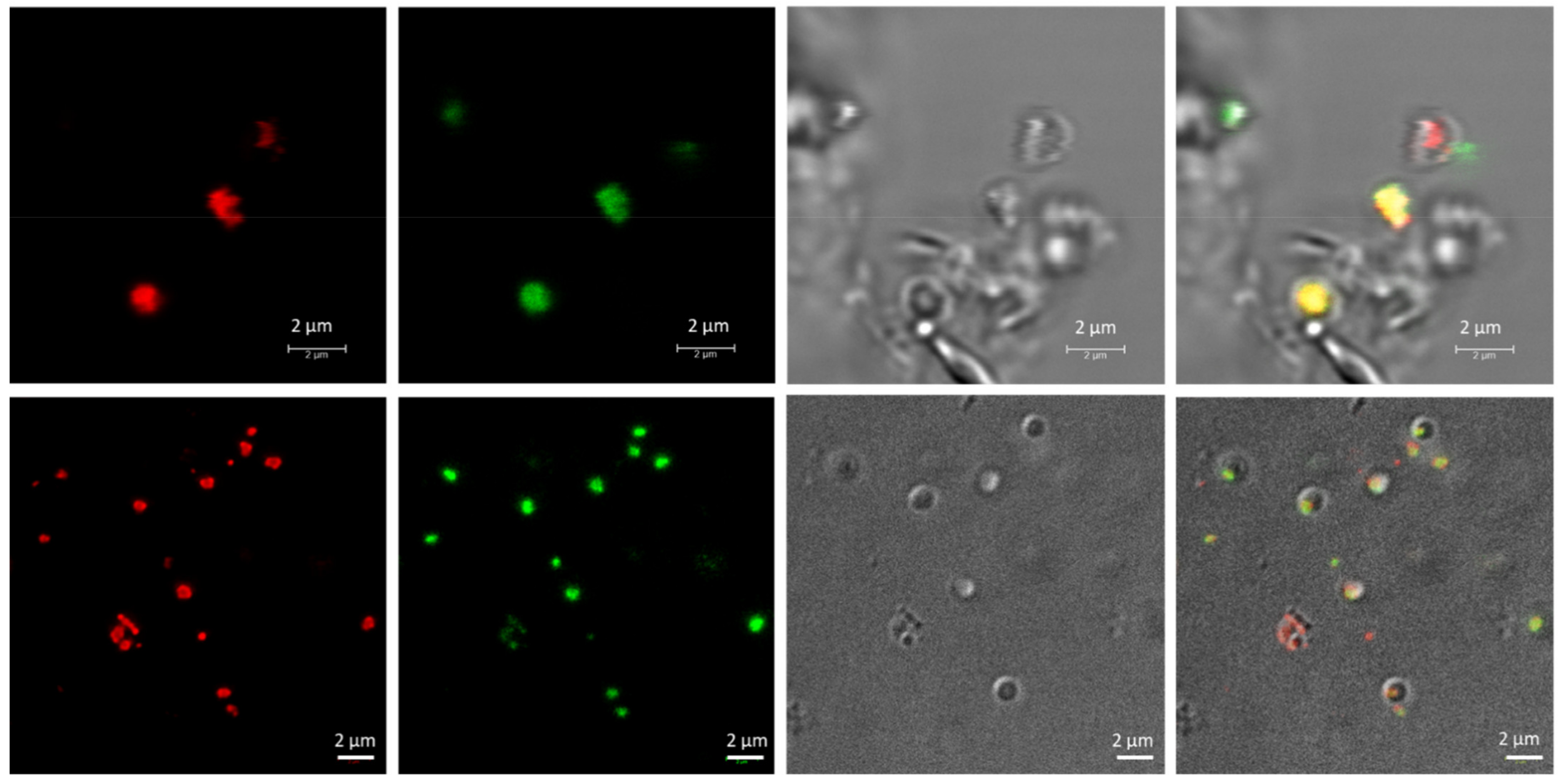 Polymers 13 01582 g002