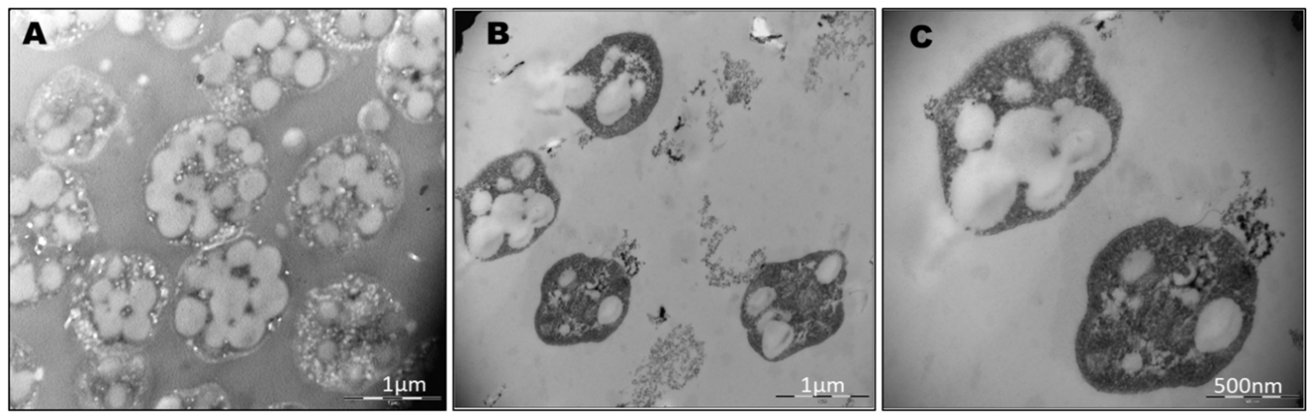 Polymers 13 01582 g003