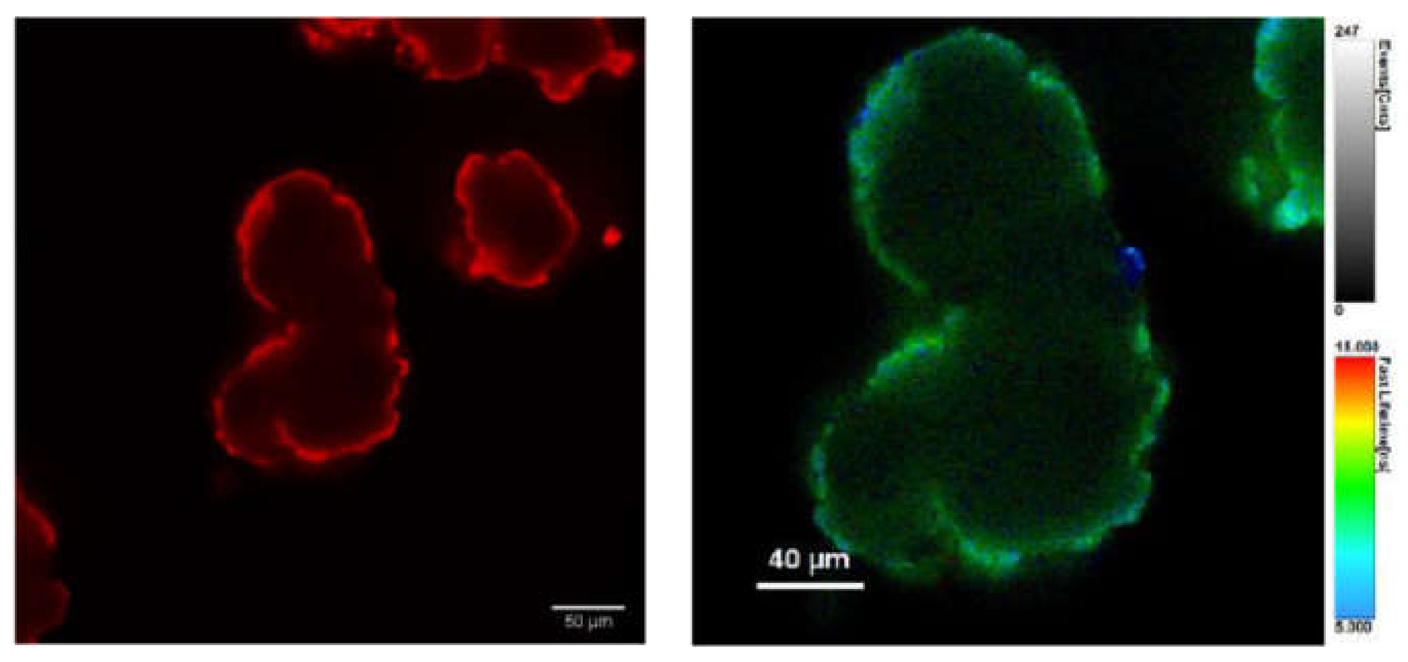Polymers 13 01588 g006 Polymers 13 01588 g006