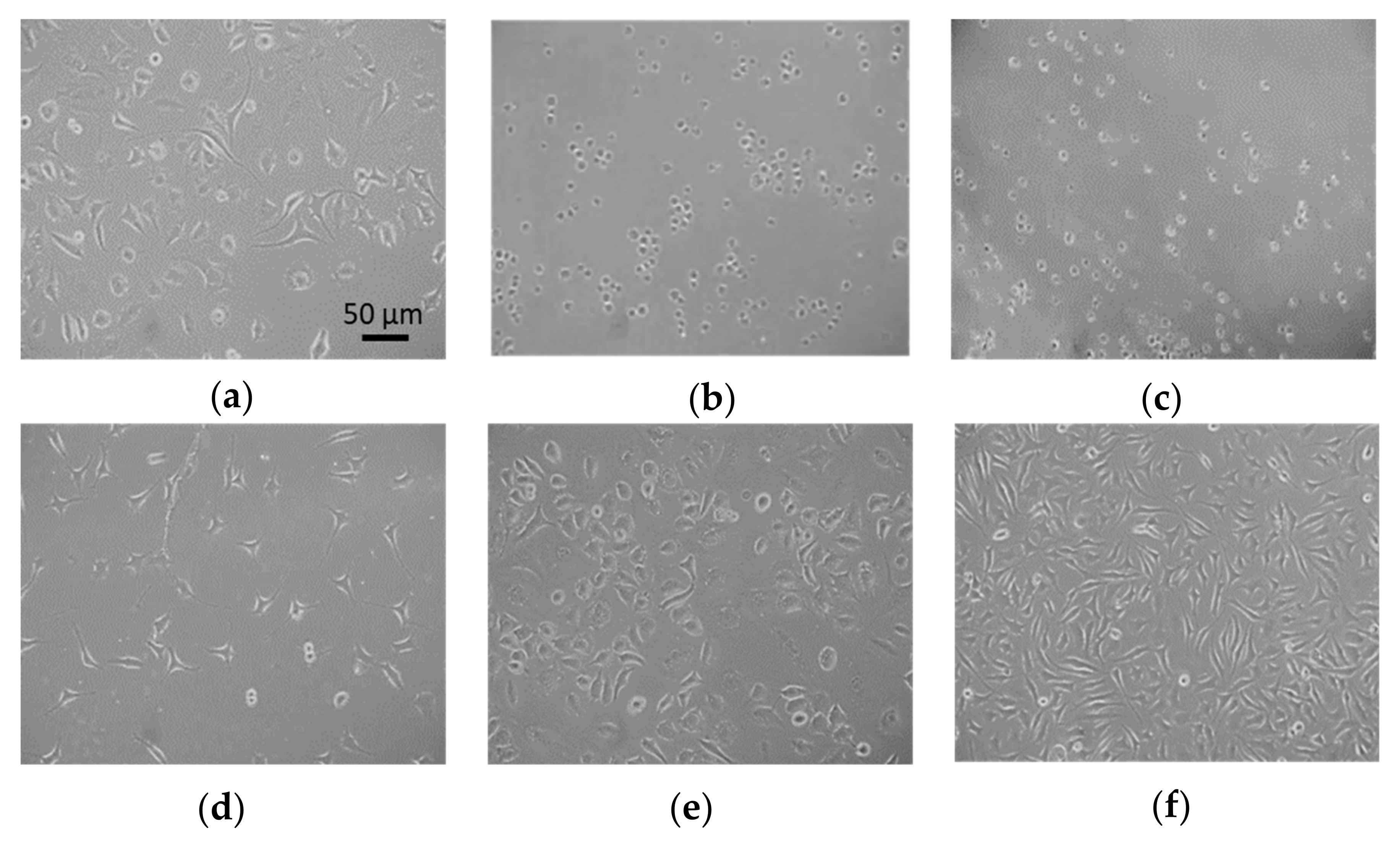 Polymers 13 01636 g007 Polymers 13 01636 g007
