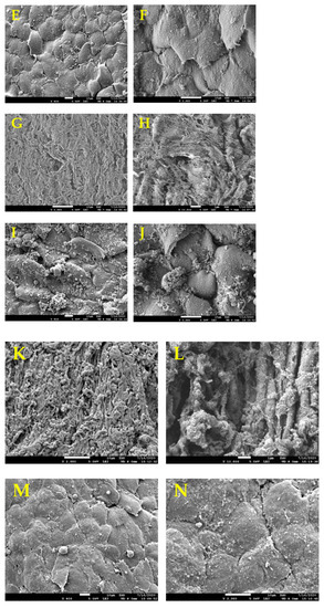 Polymers 13 01699 g005b Polymers 13 01699 g005b