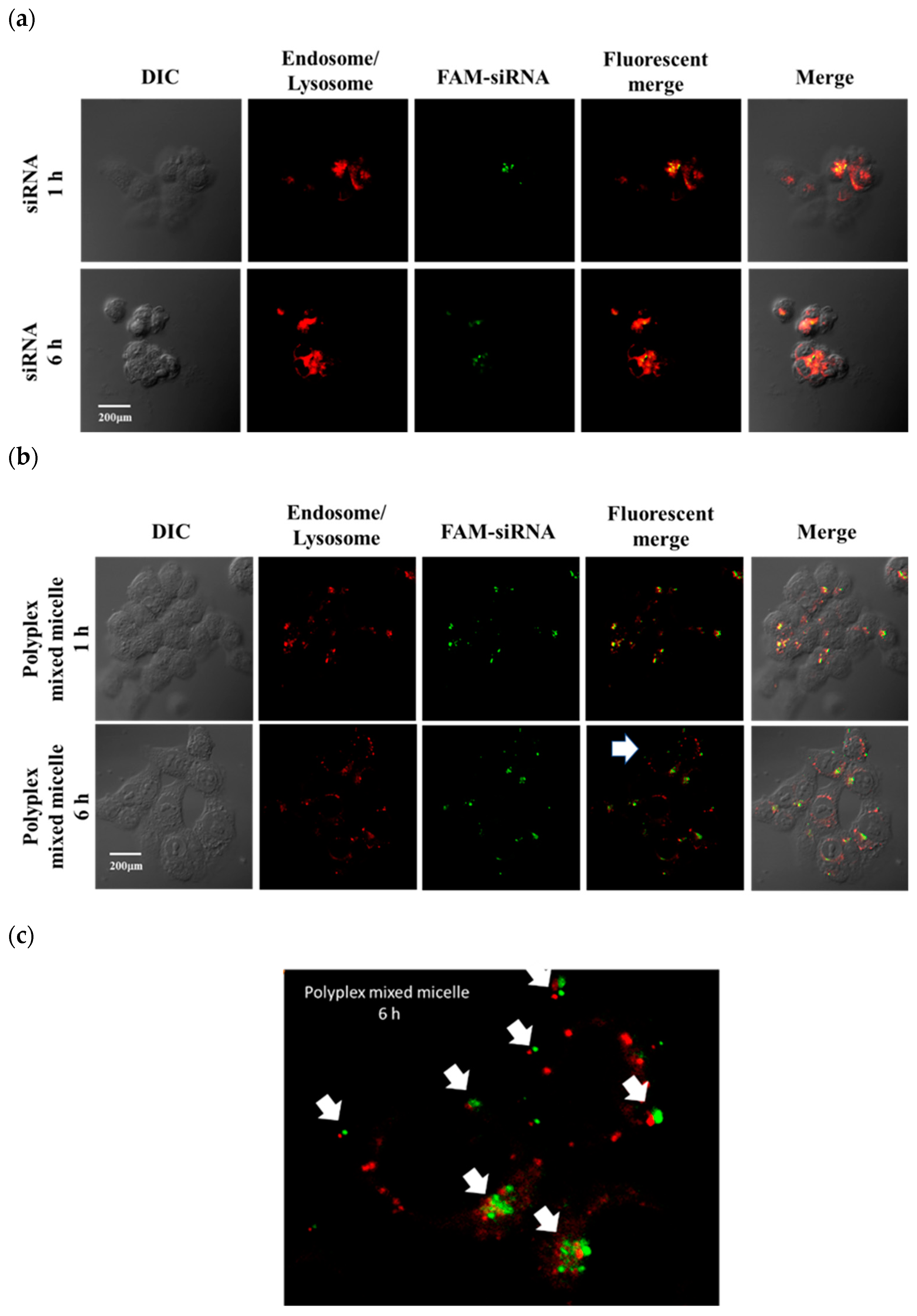 Polymers 13 01823 g004