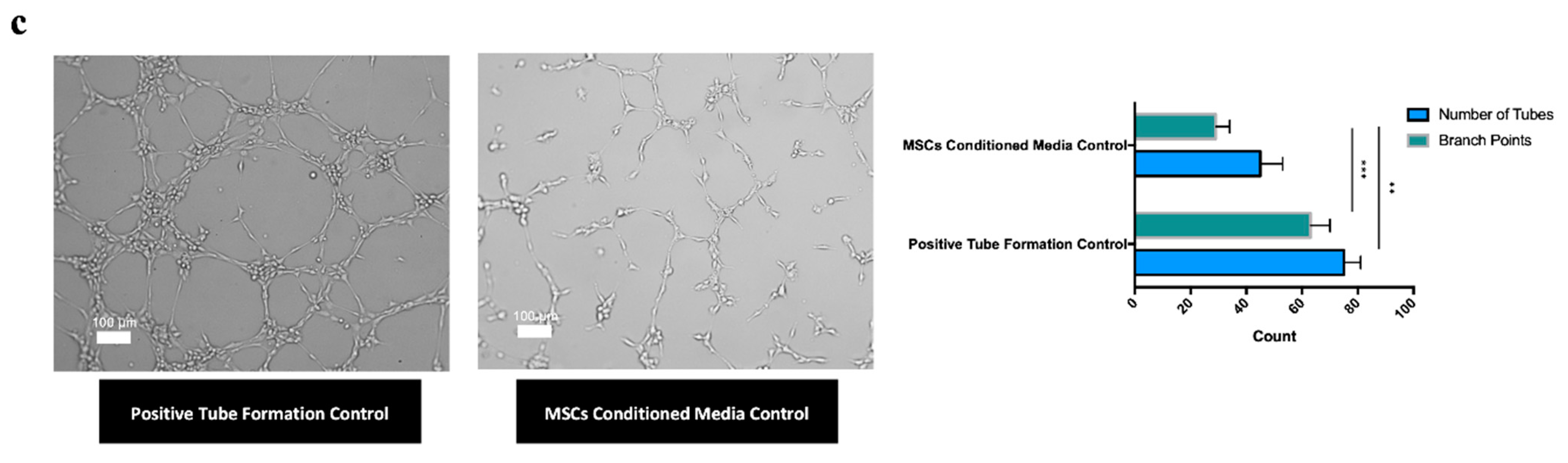 Polymers 13 01883 g006b