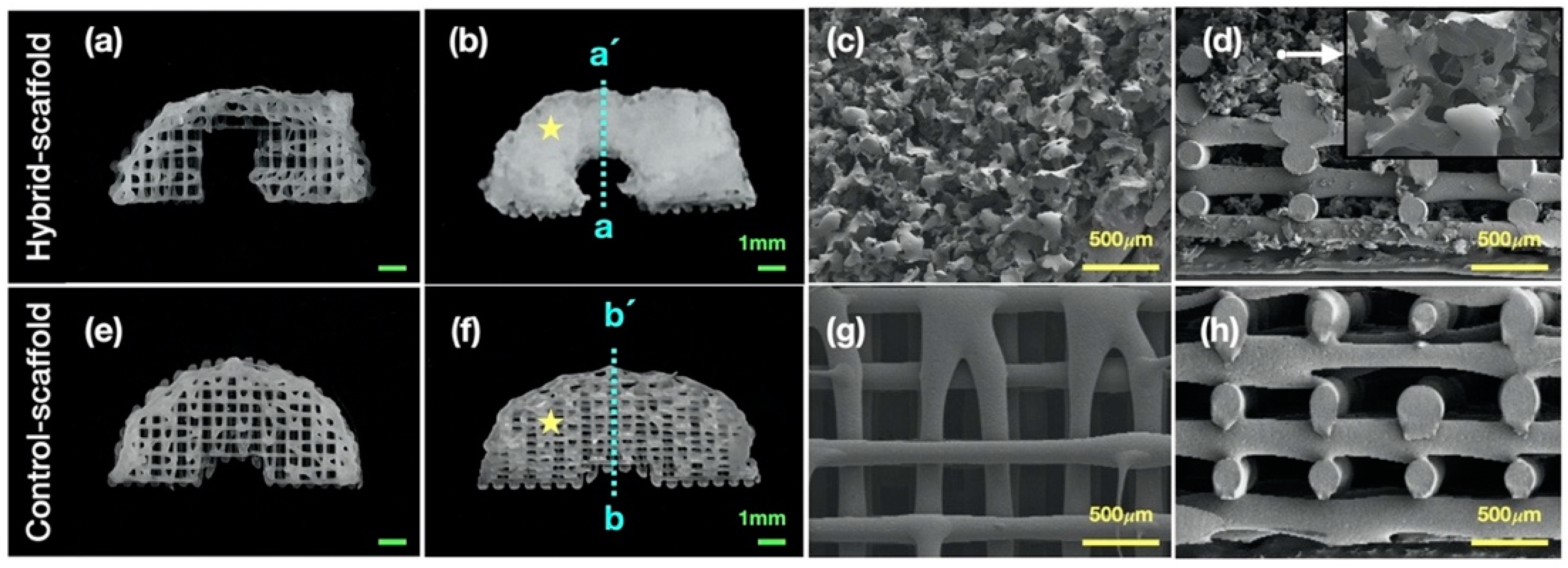 Polymers 13 01910 g002 Polymers 13 01910 g002