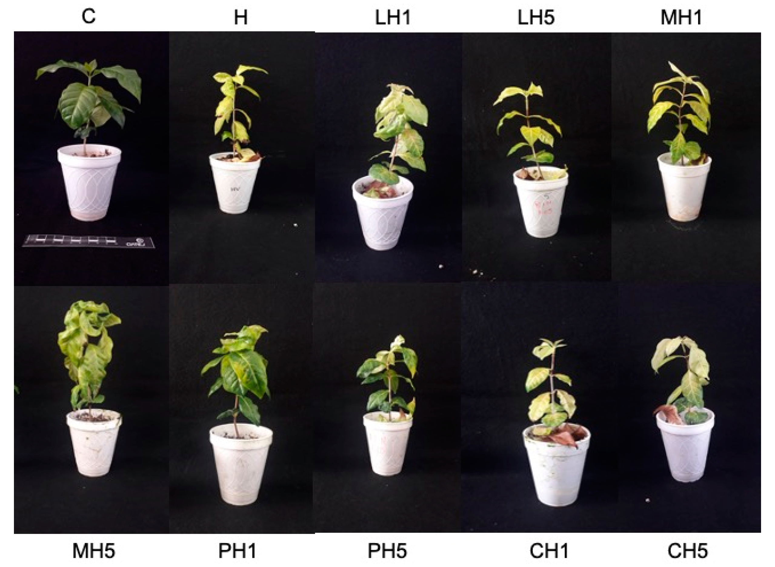 Polymers 13 01940 g002