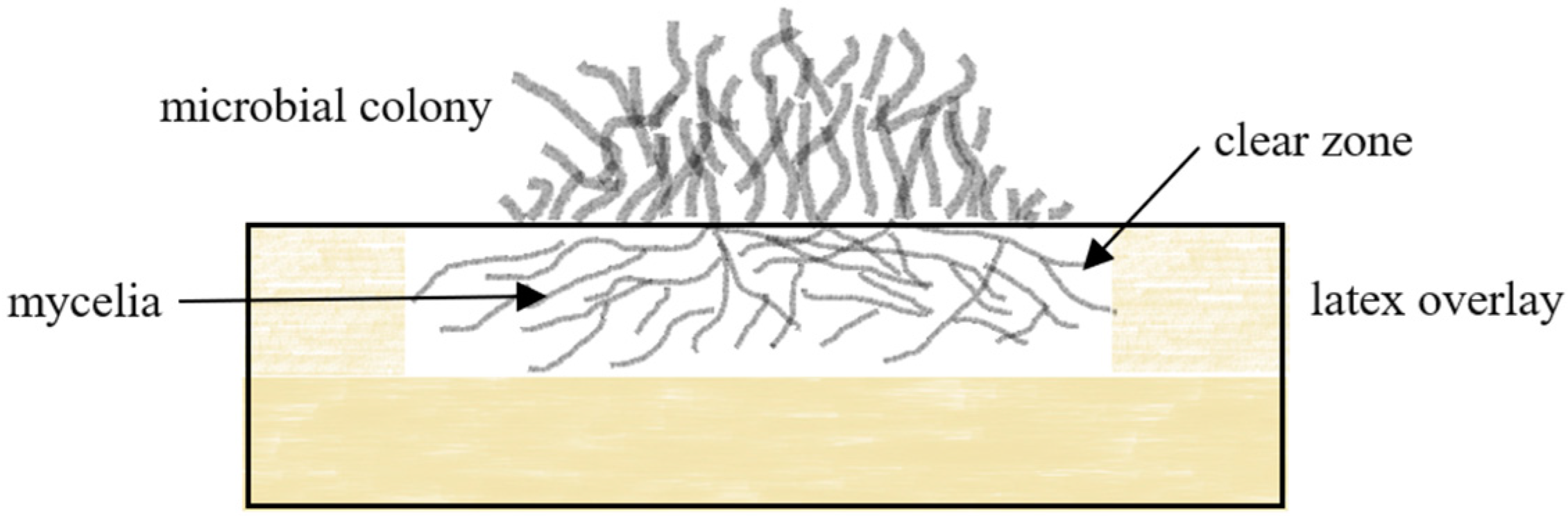 Polymers 13 01989 g002