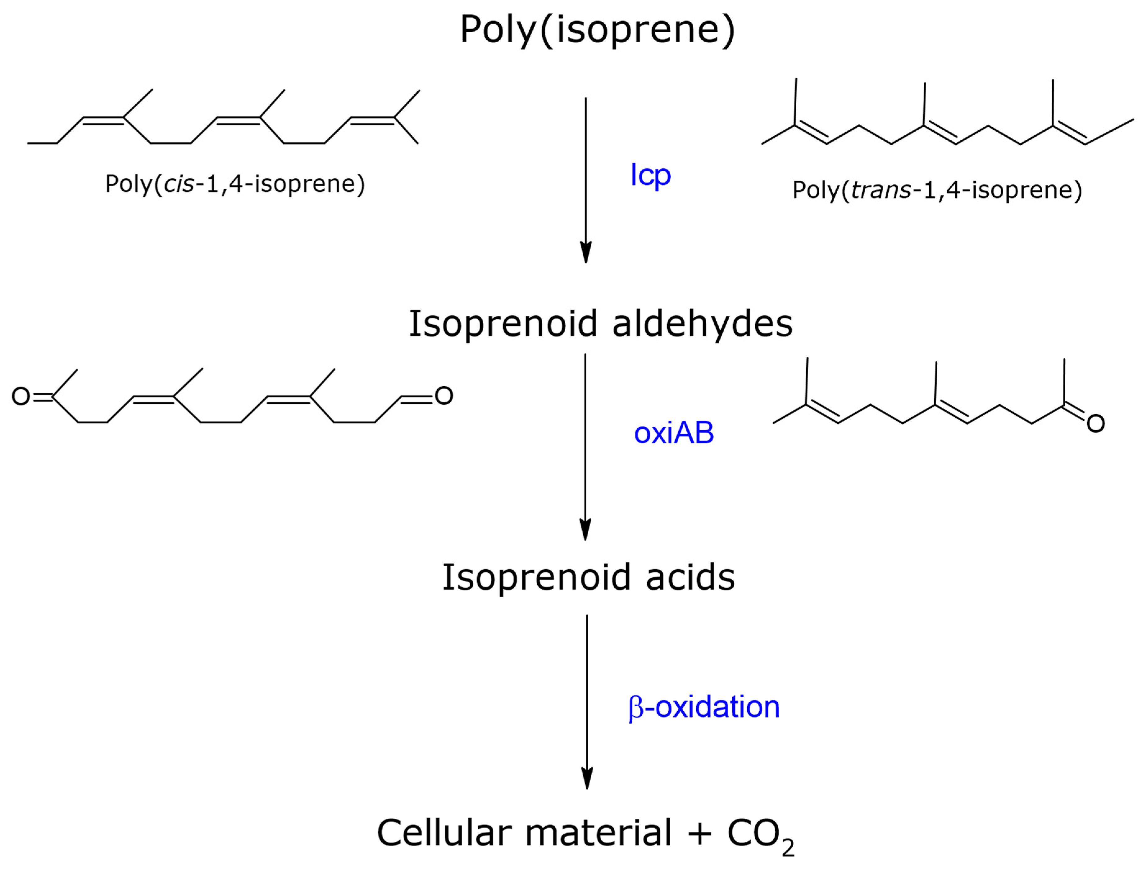 Polymers 13 01989 g004
