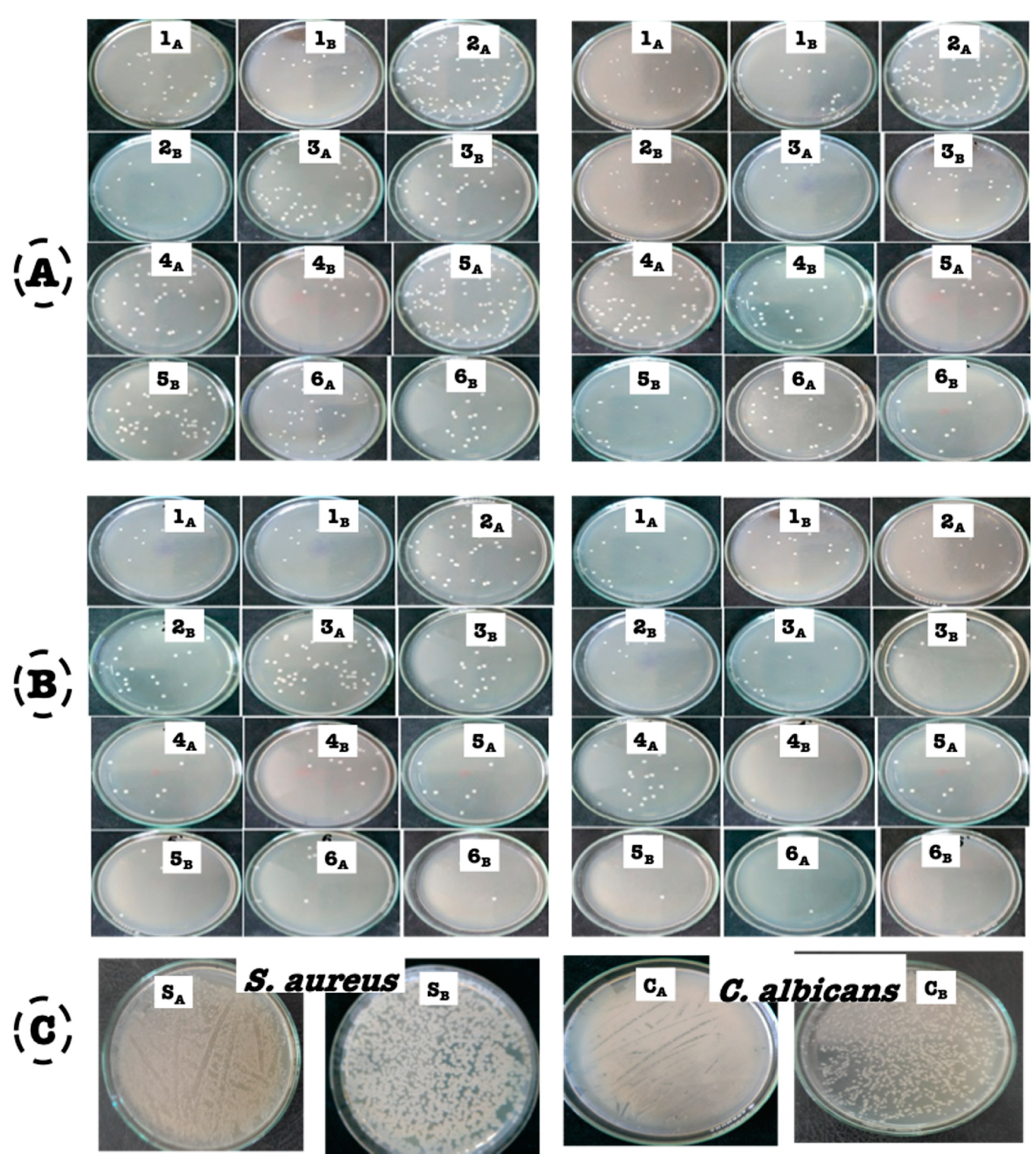 Polymers 13 02009 g006