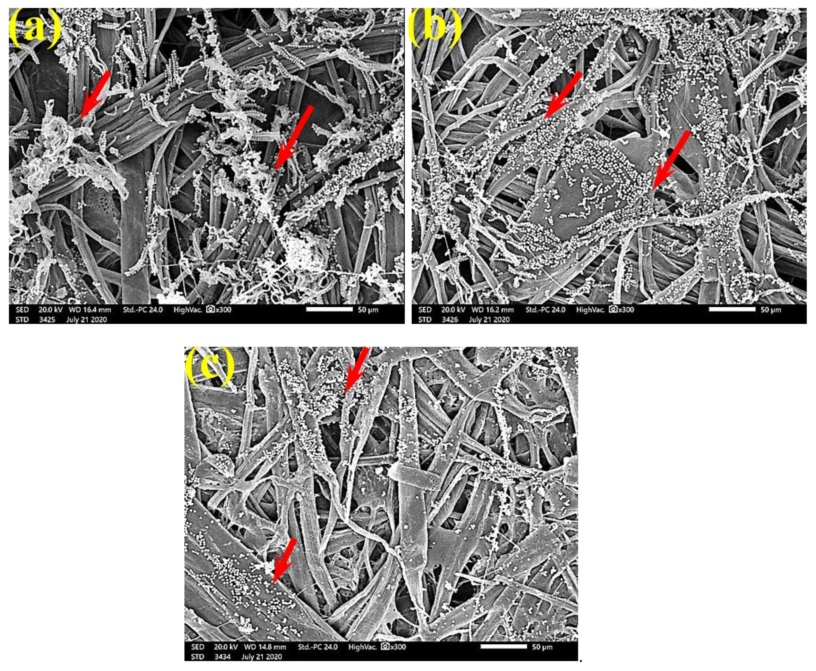 Polymers 13 02012 g007