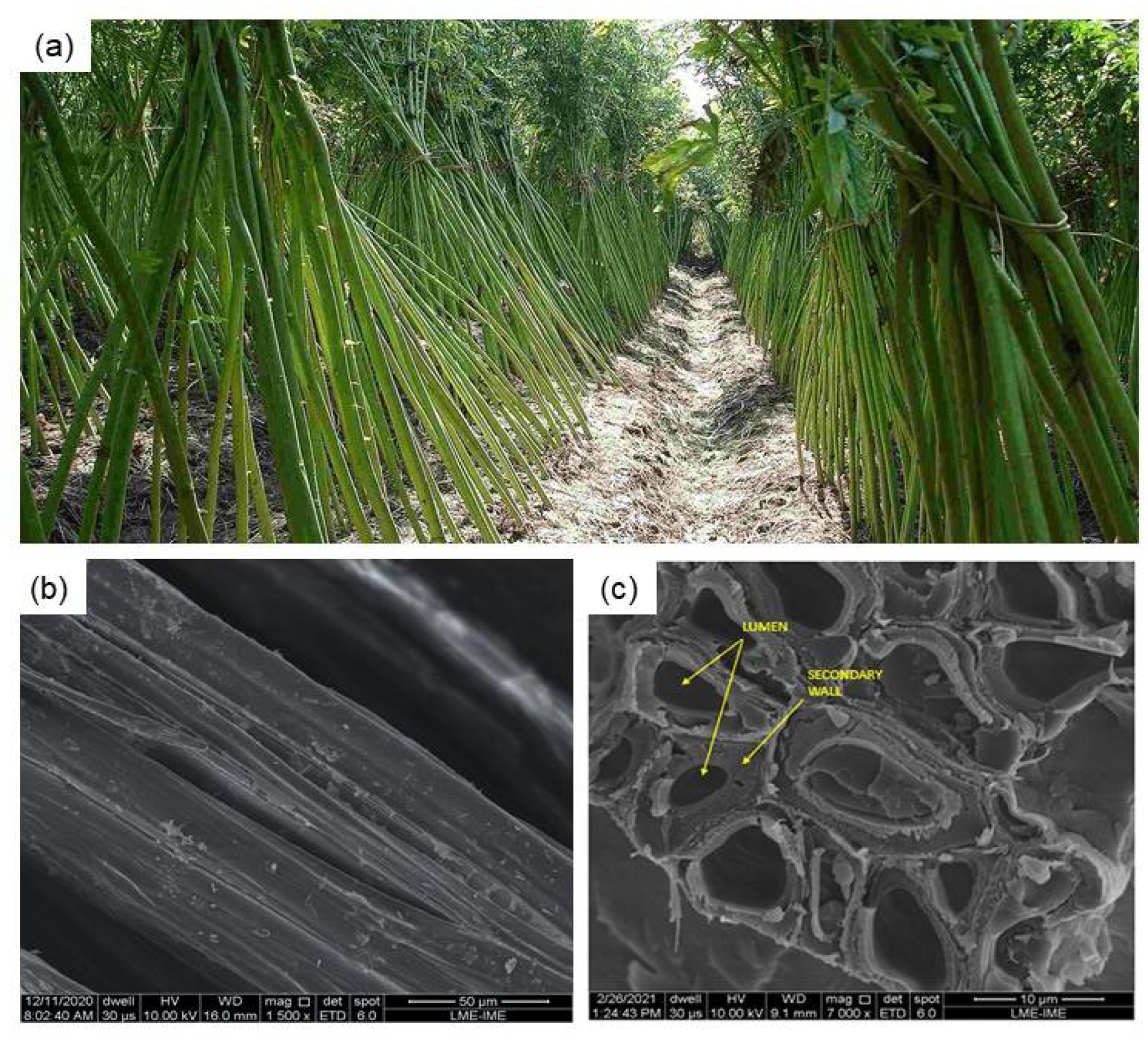 Polymers 13 02016 g001