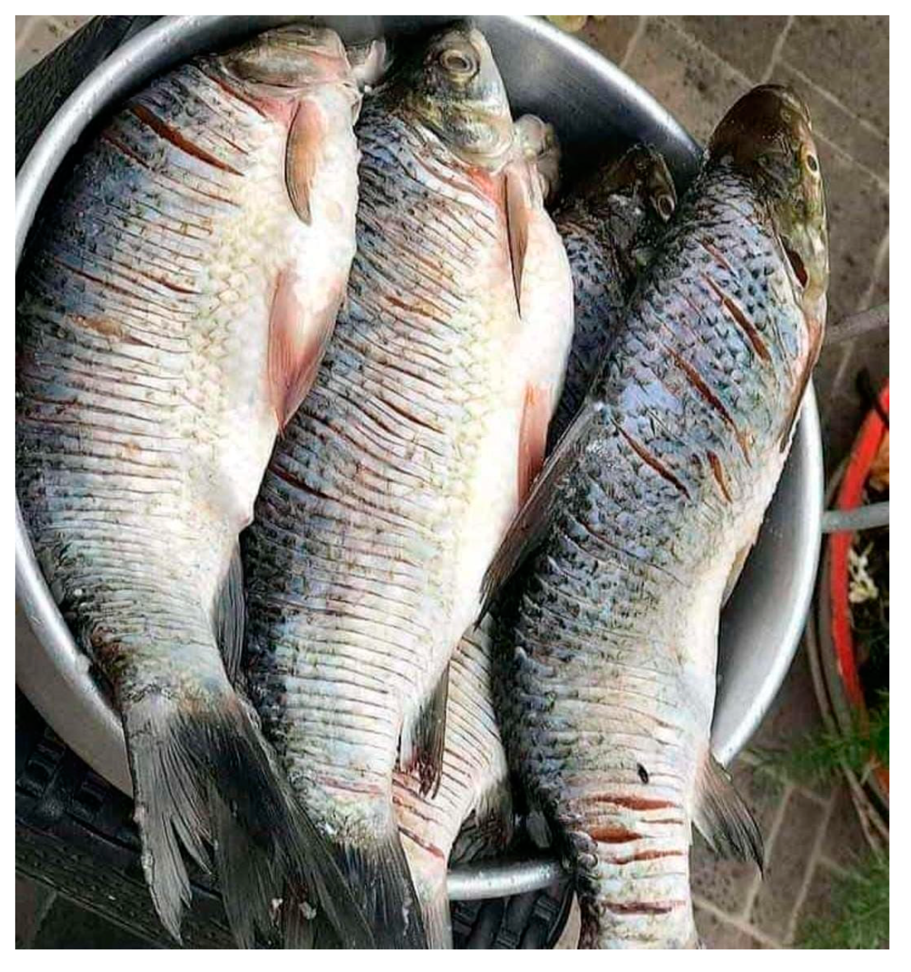 Polymers 13 02079 g001